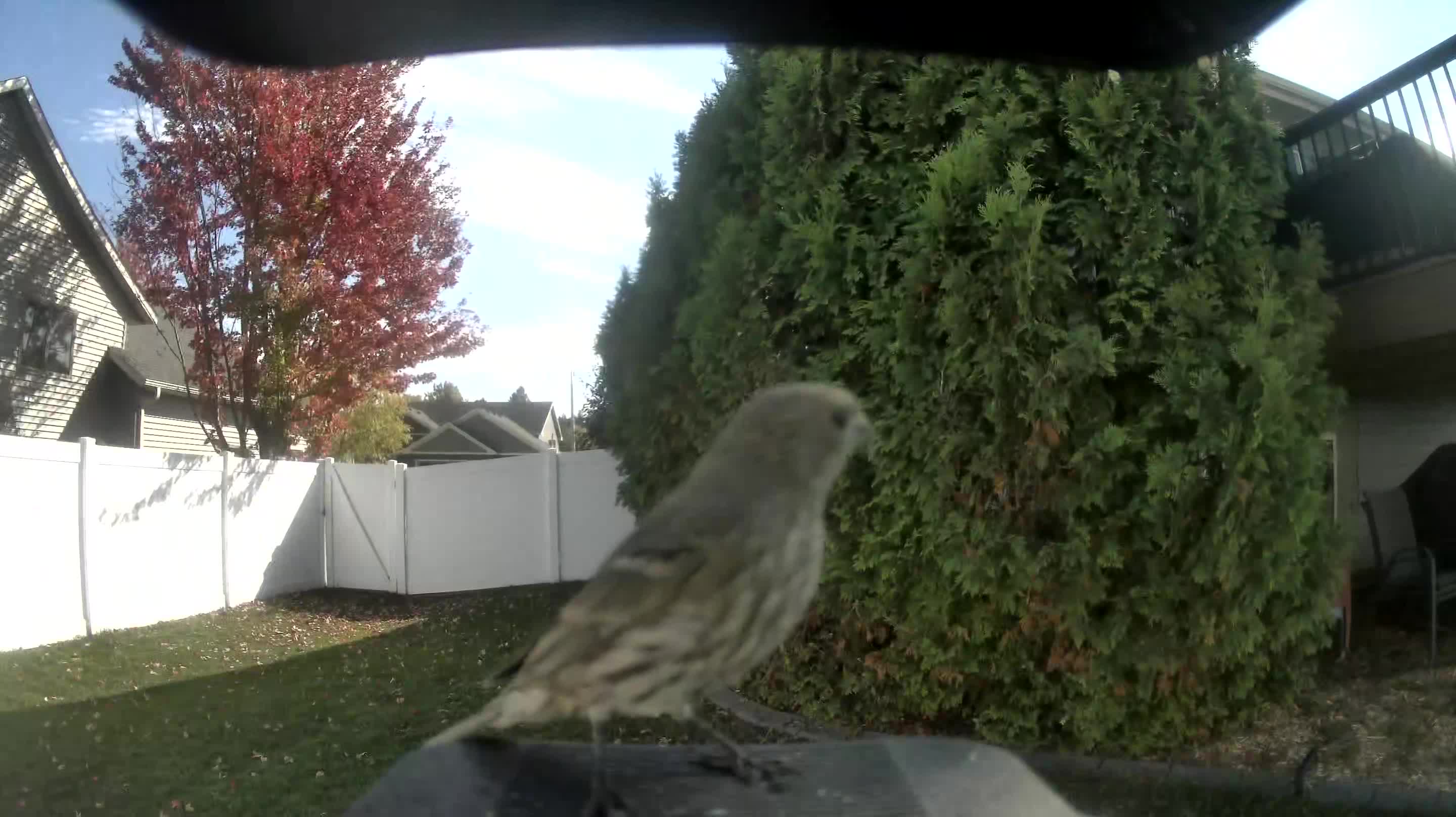 House Finch