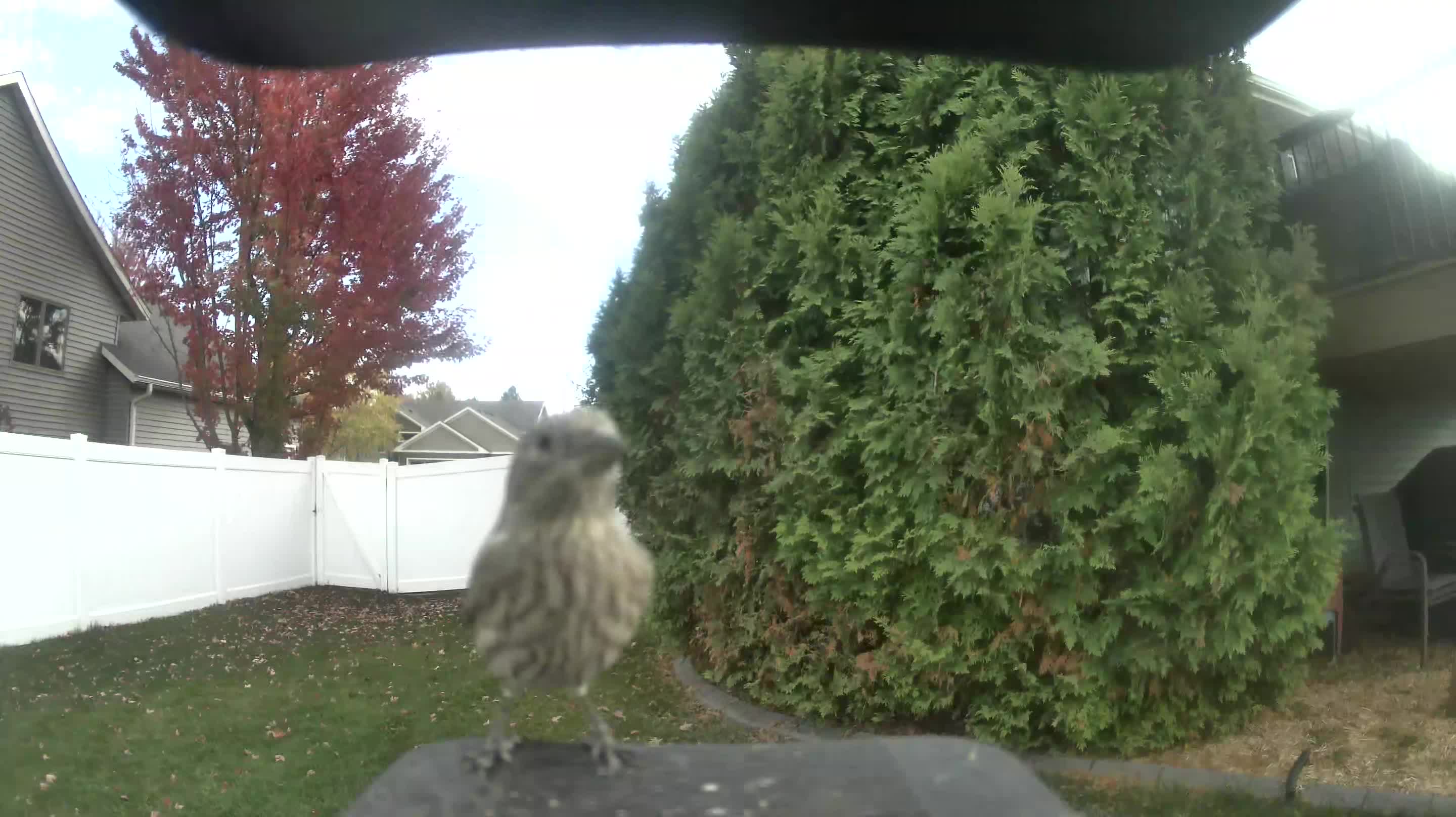 House Finch