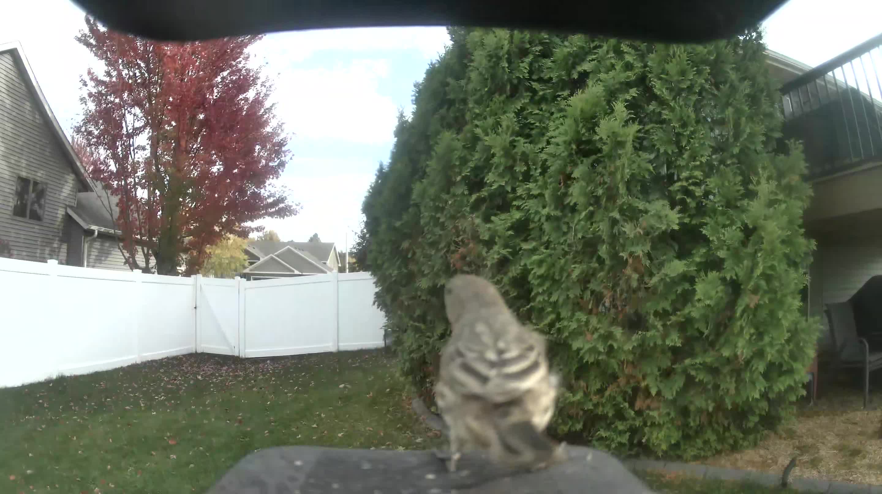 House Finch