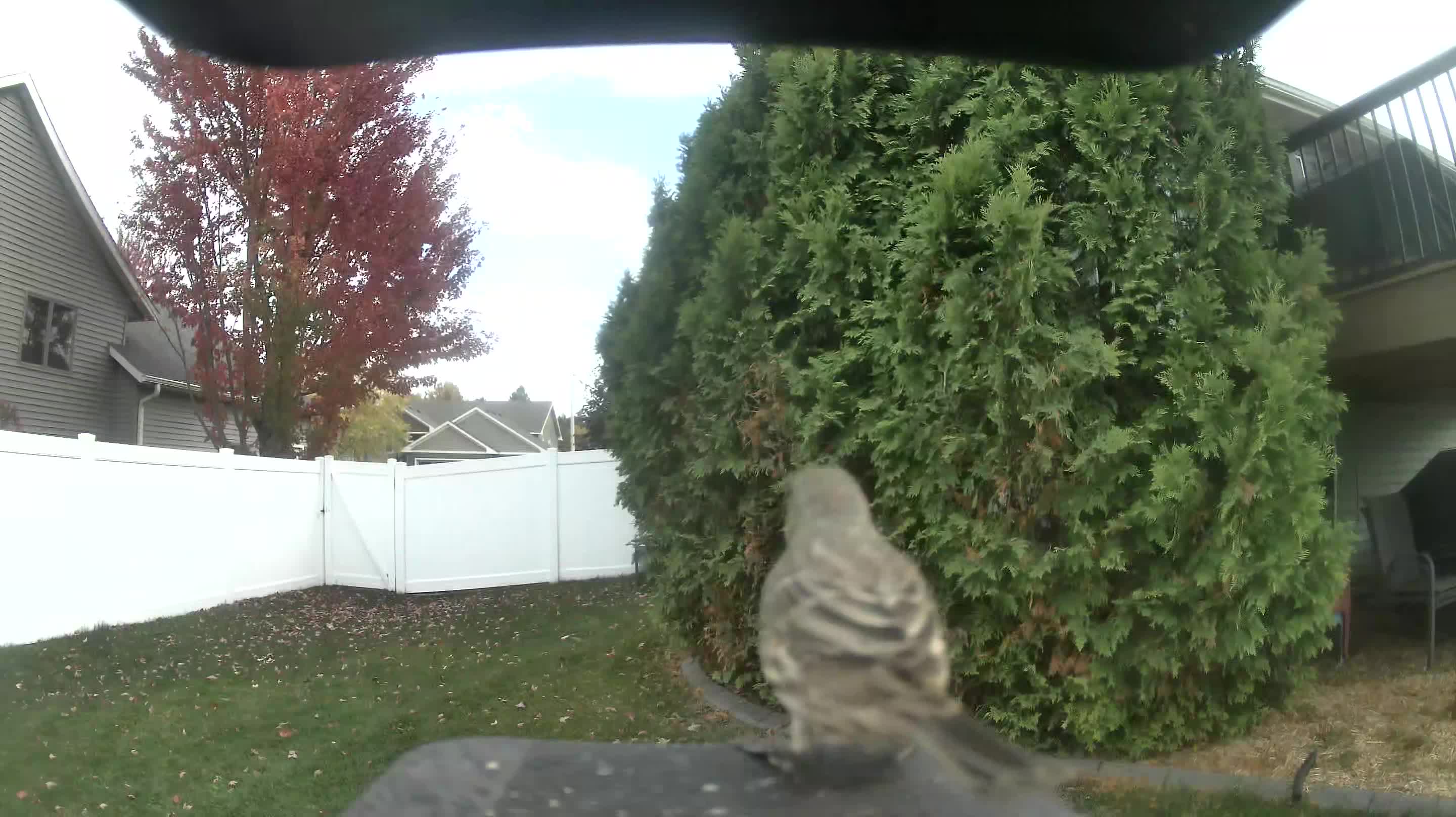 House Finch