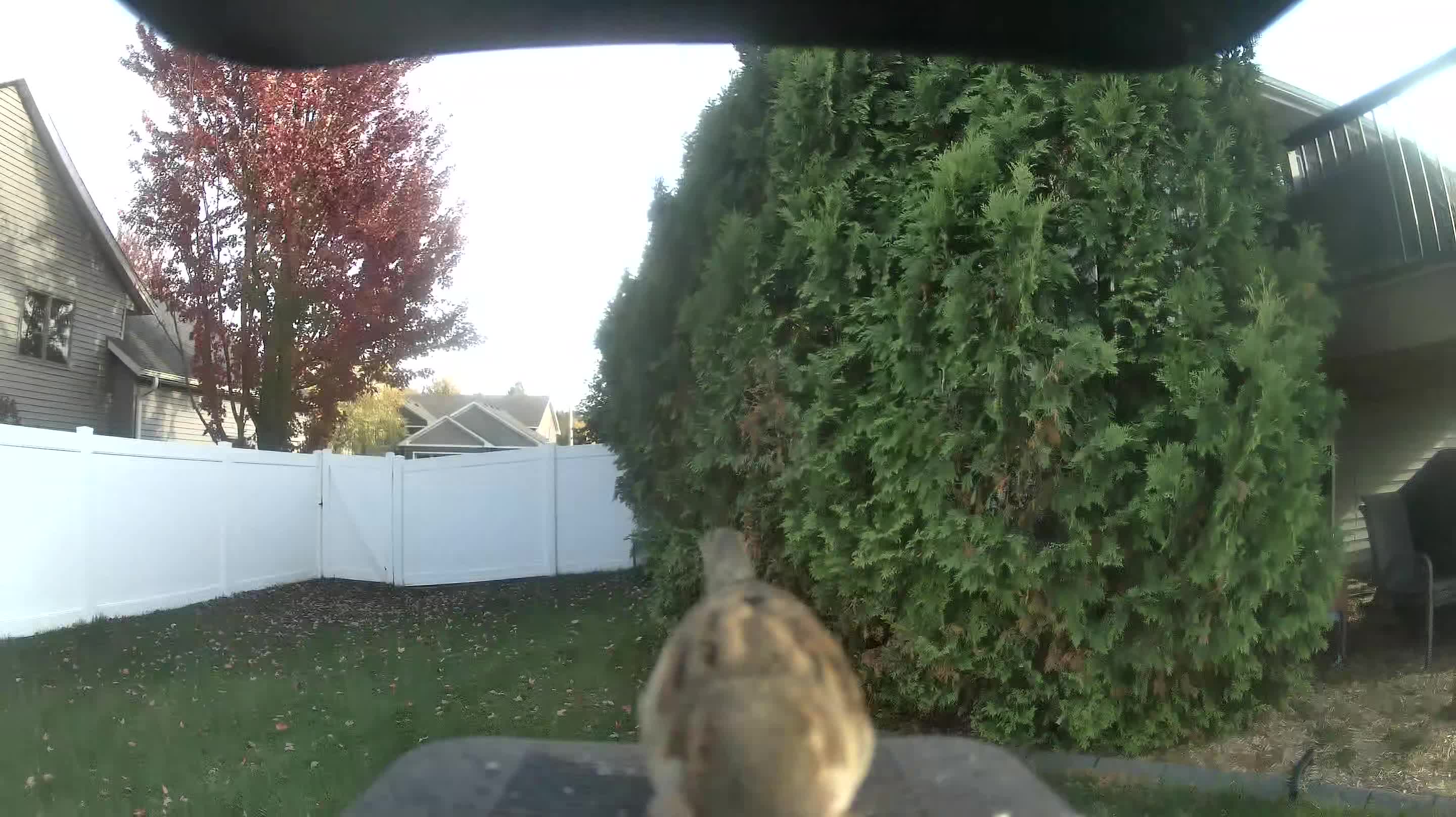 House Sparrow