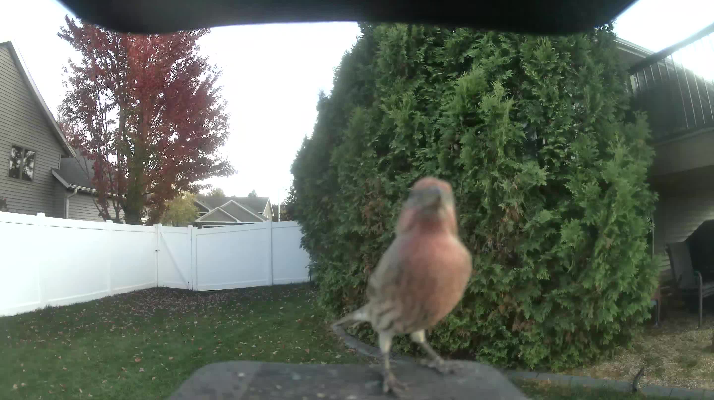House Finch