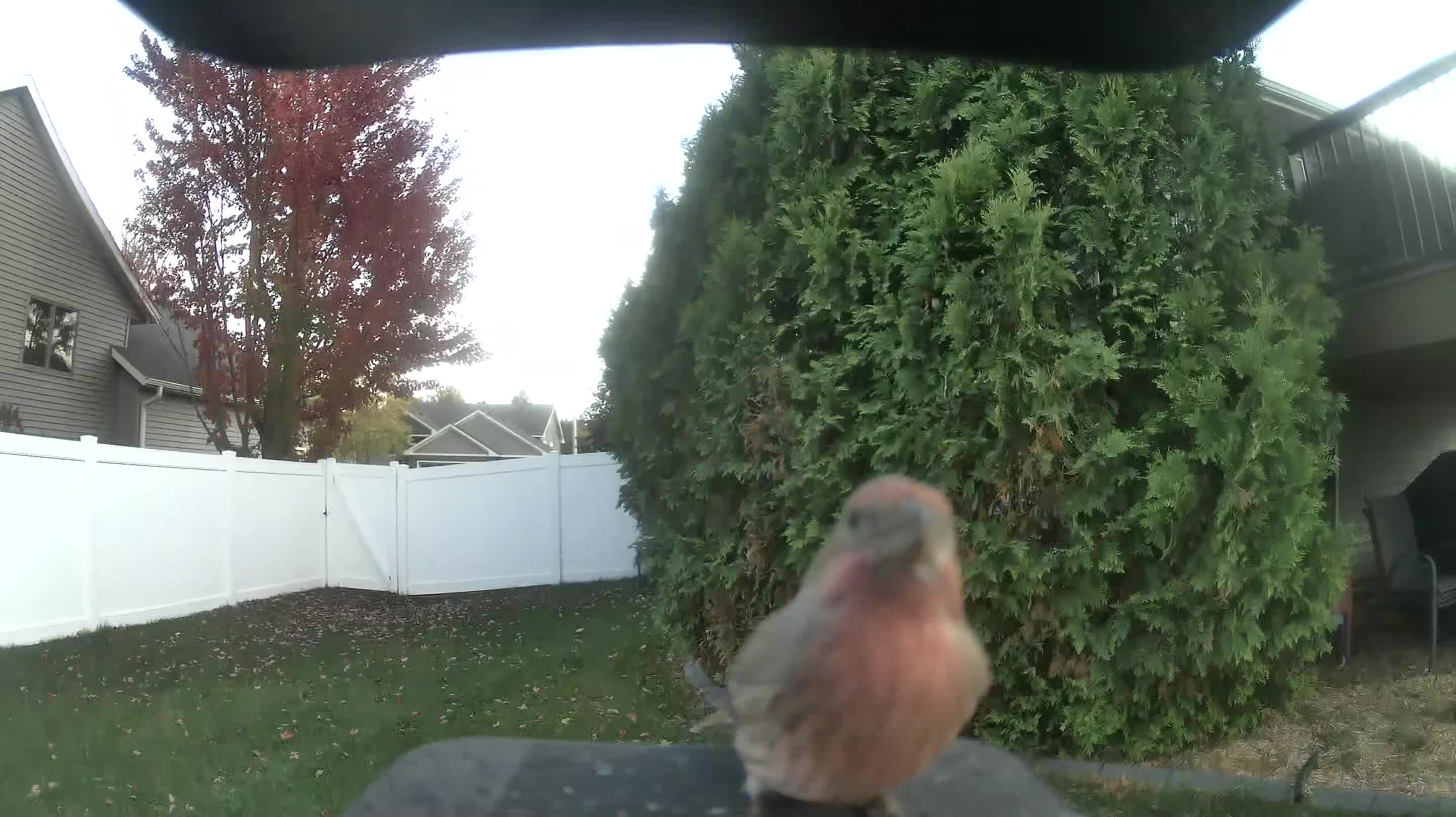 House Finch
