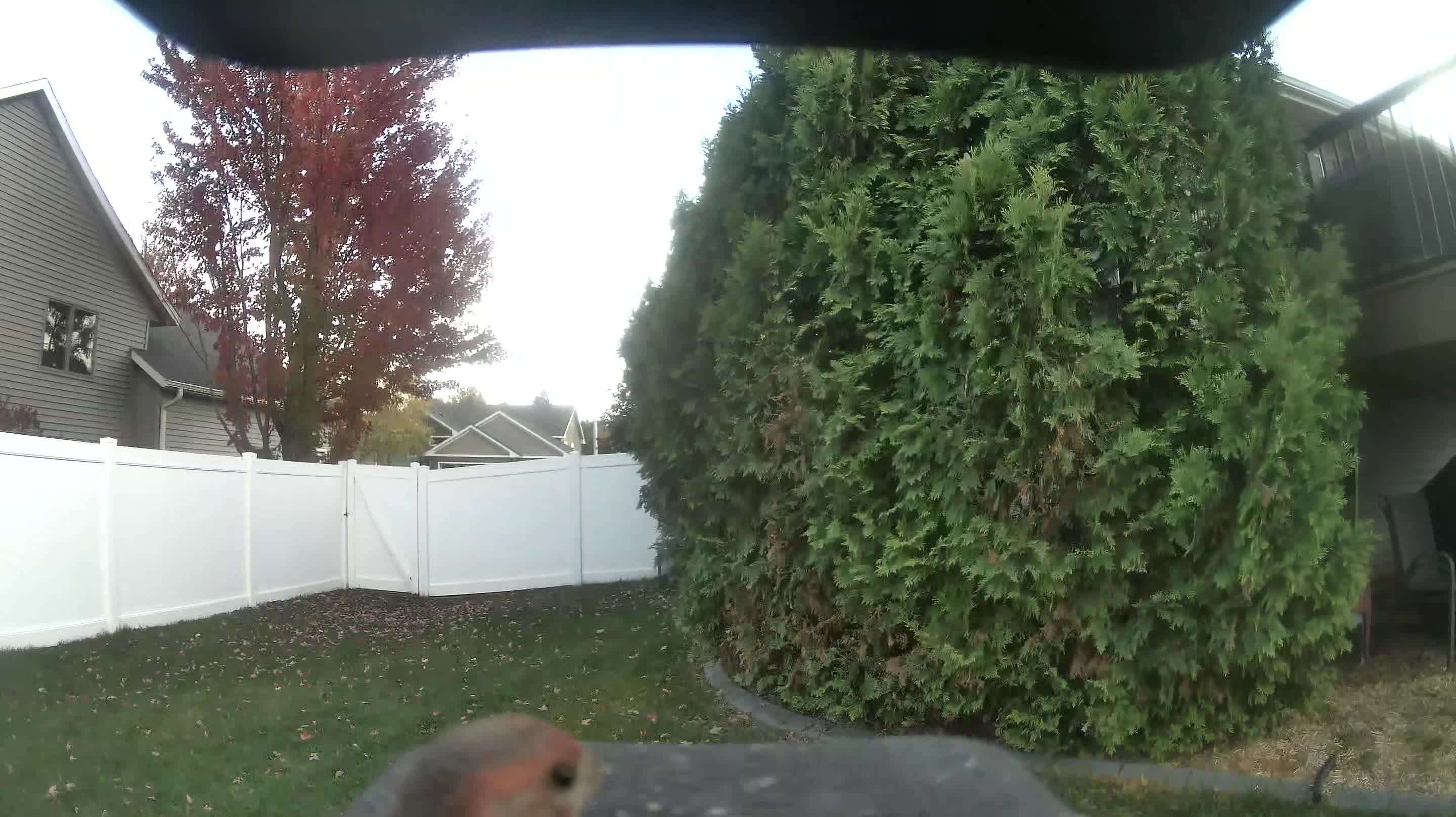 American Robin