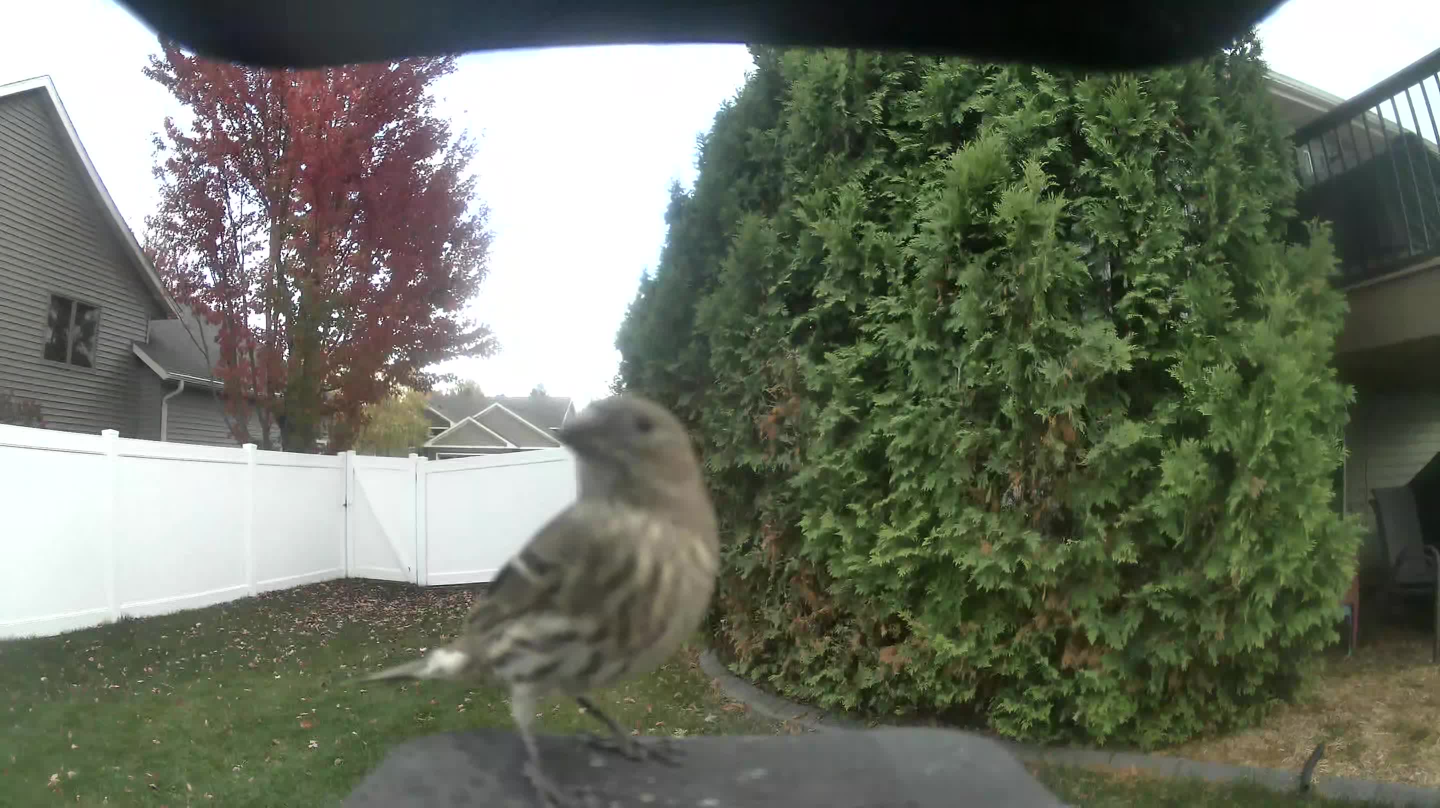 House Finch