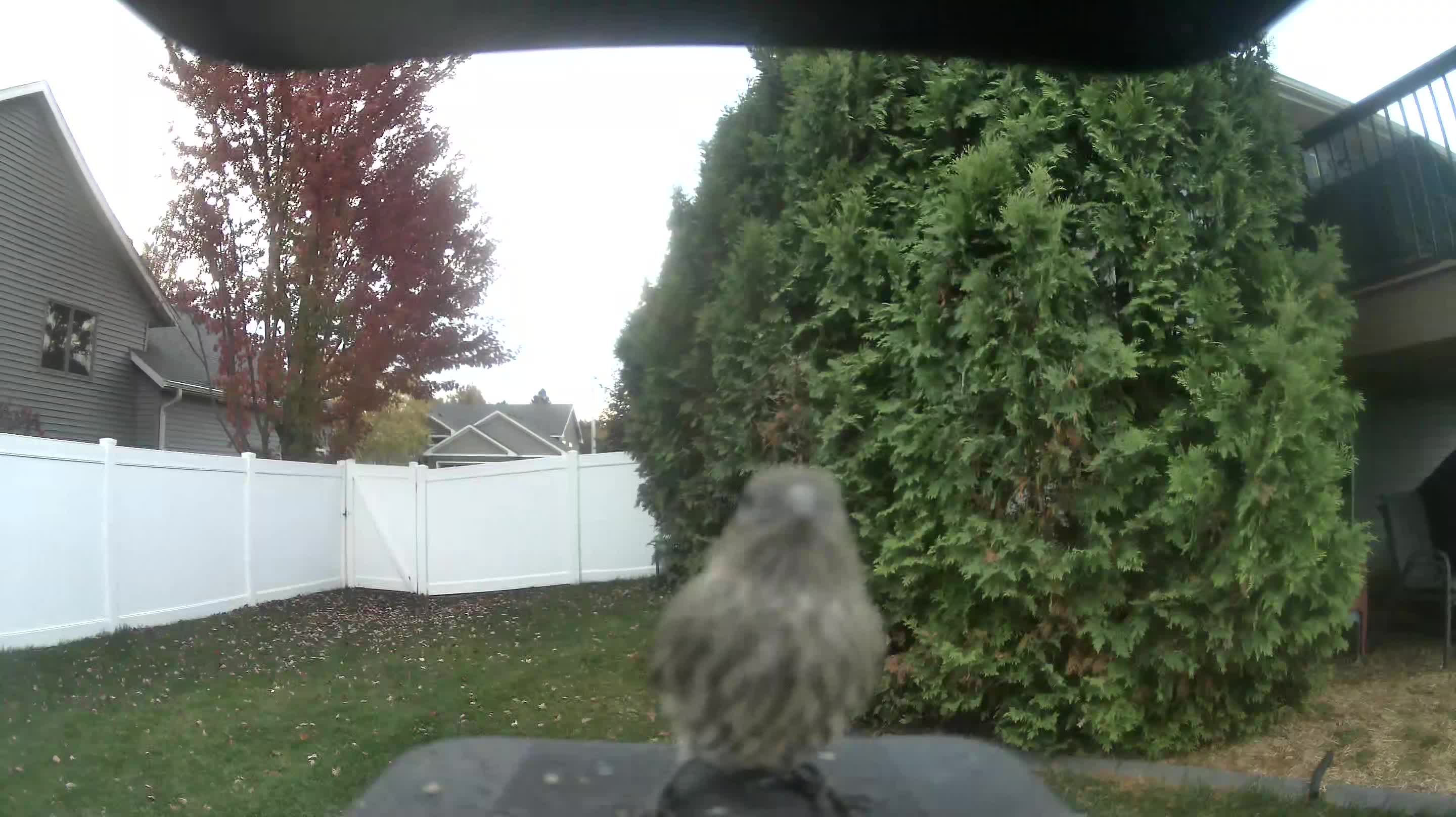 House Finch