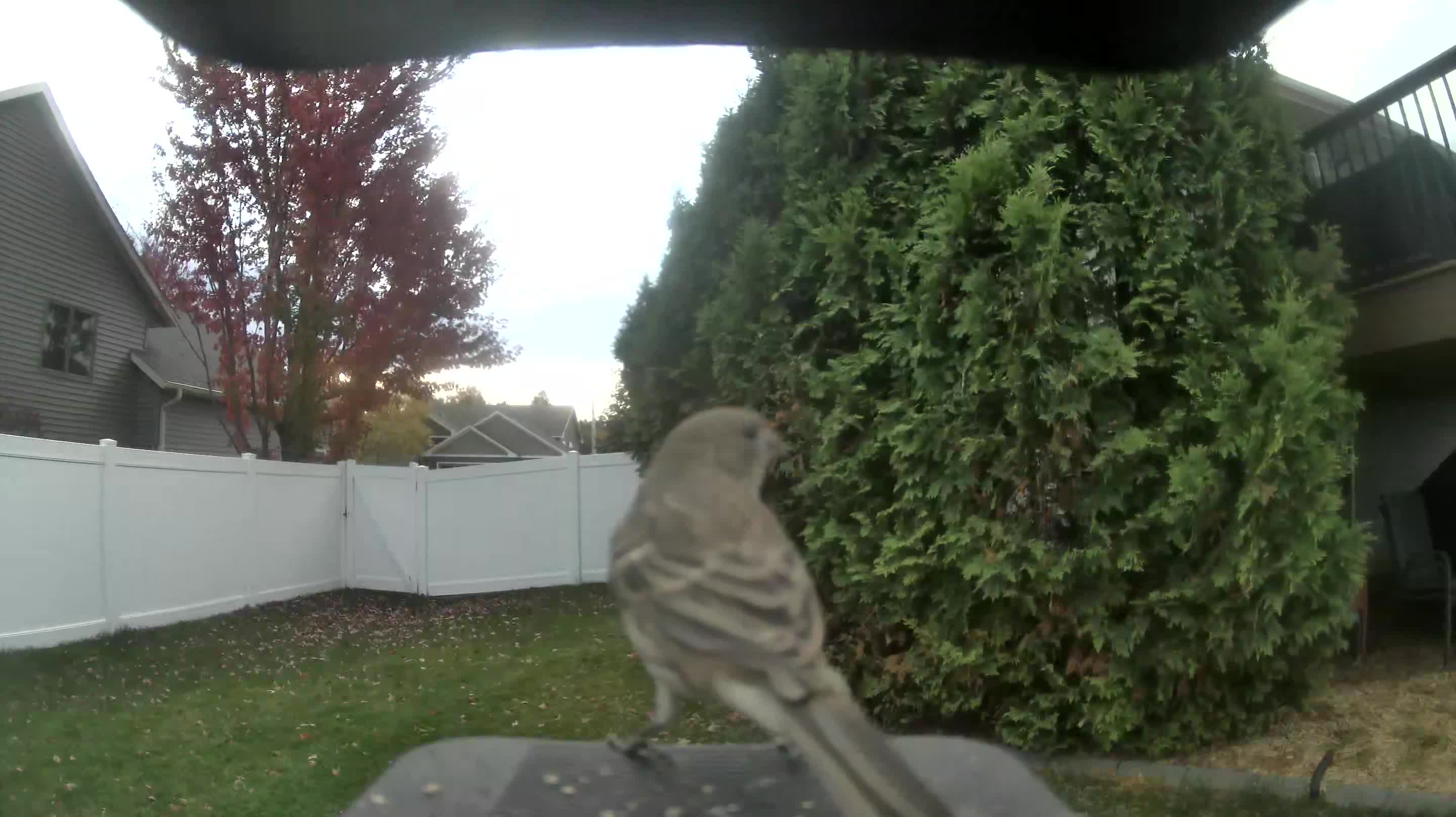 House Finch
