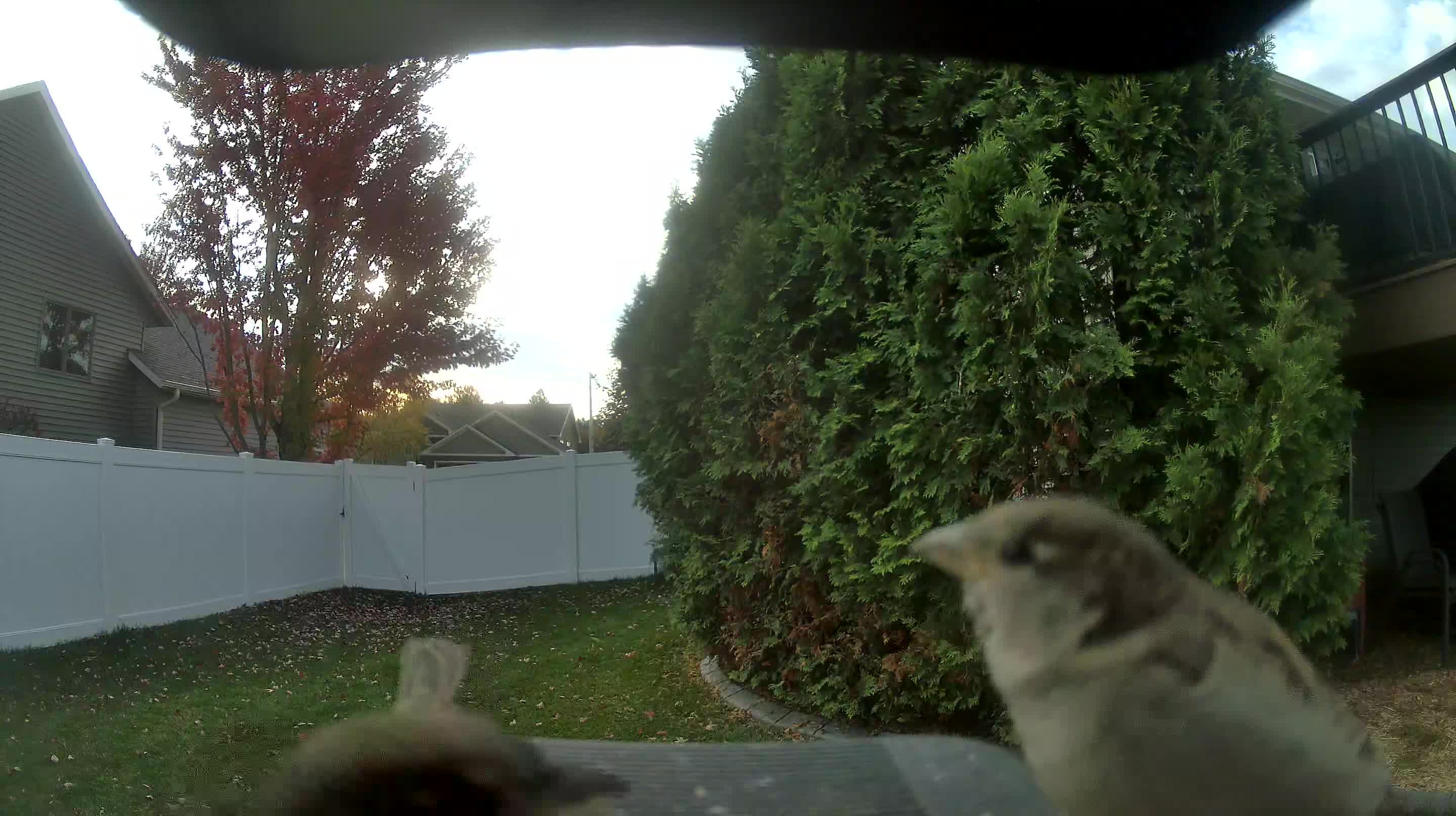 House Sparrow