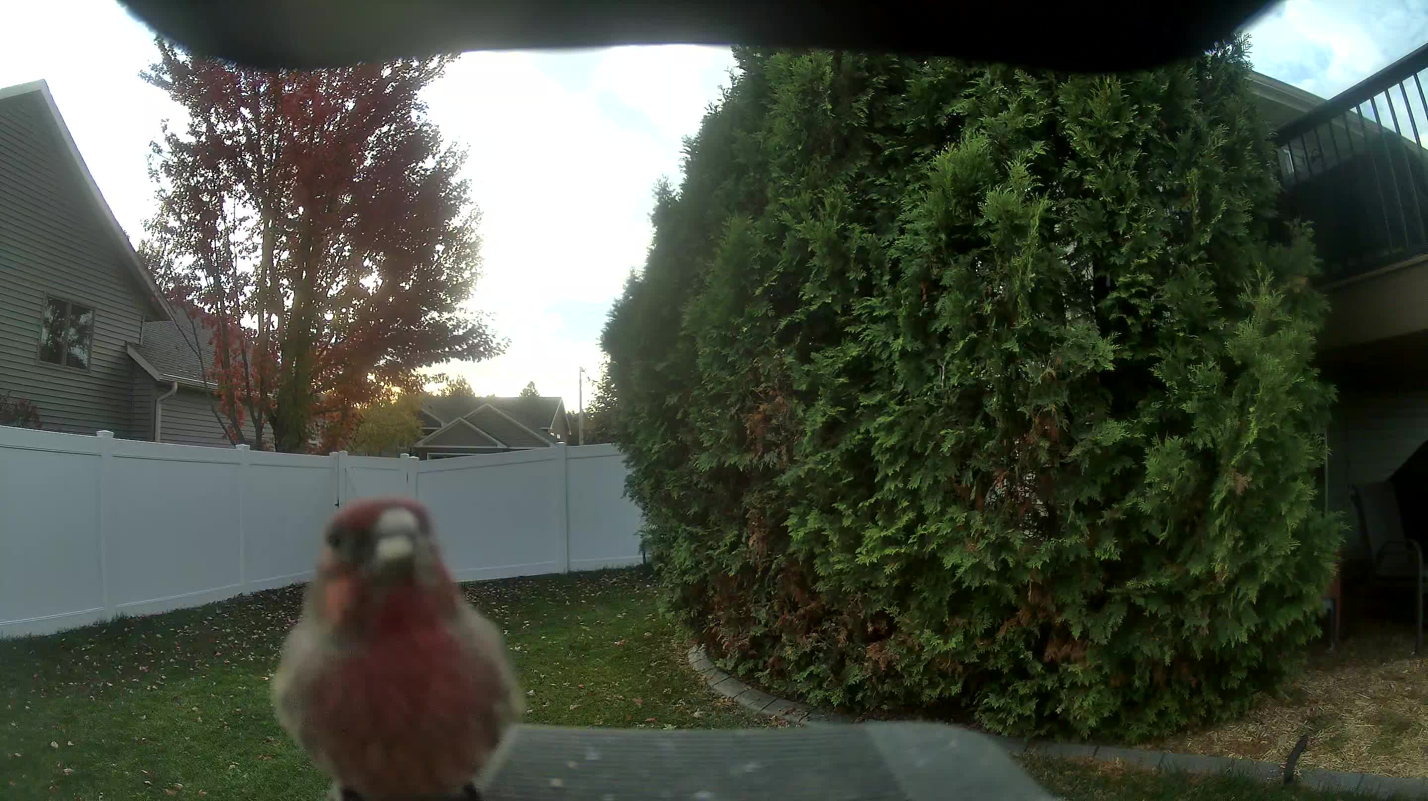 House Finch