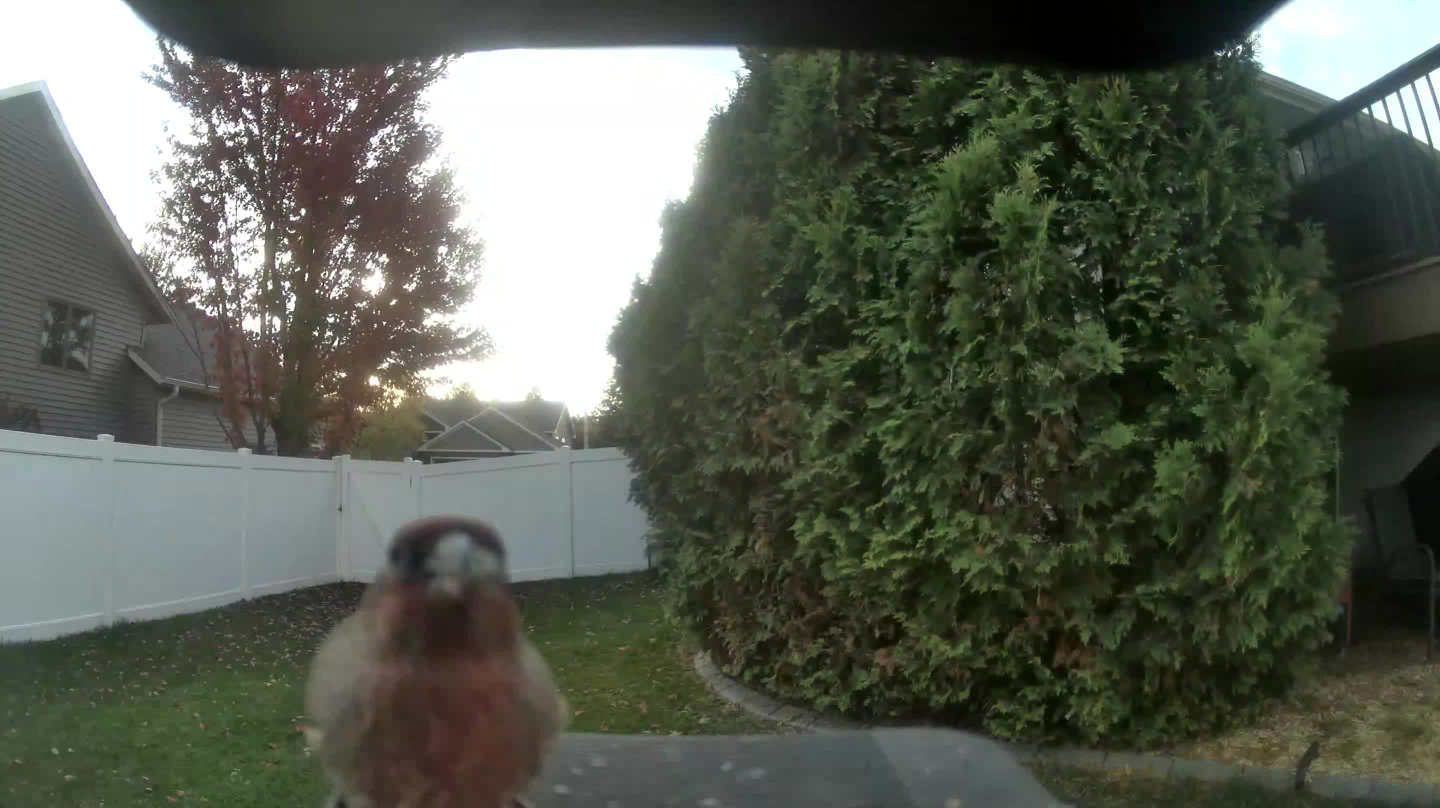 House Finch