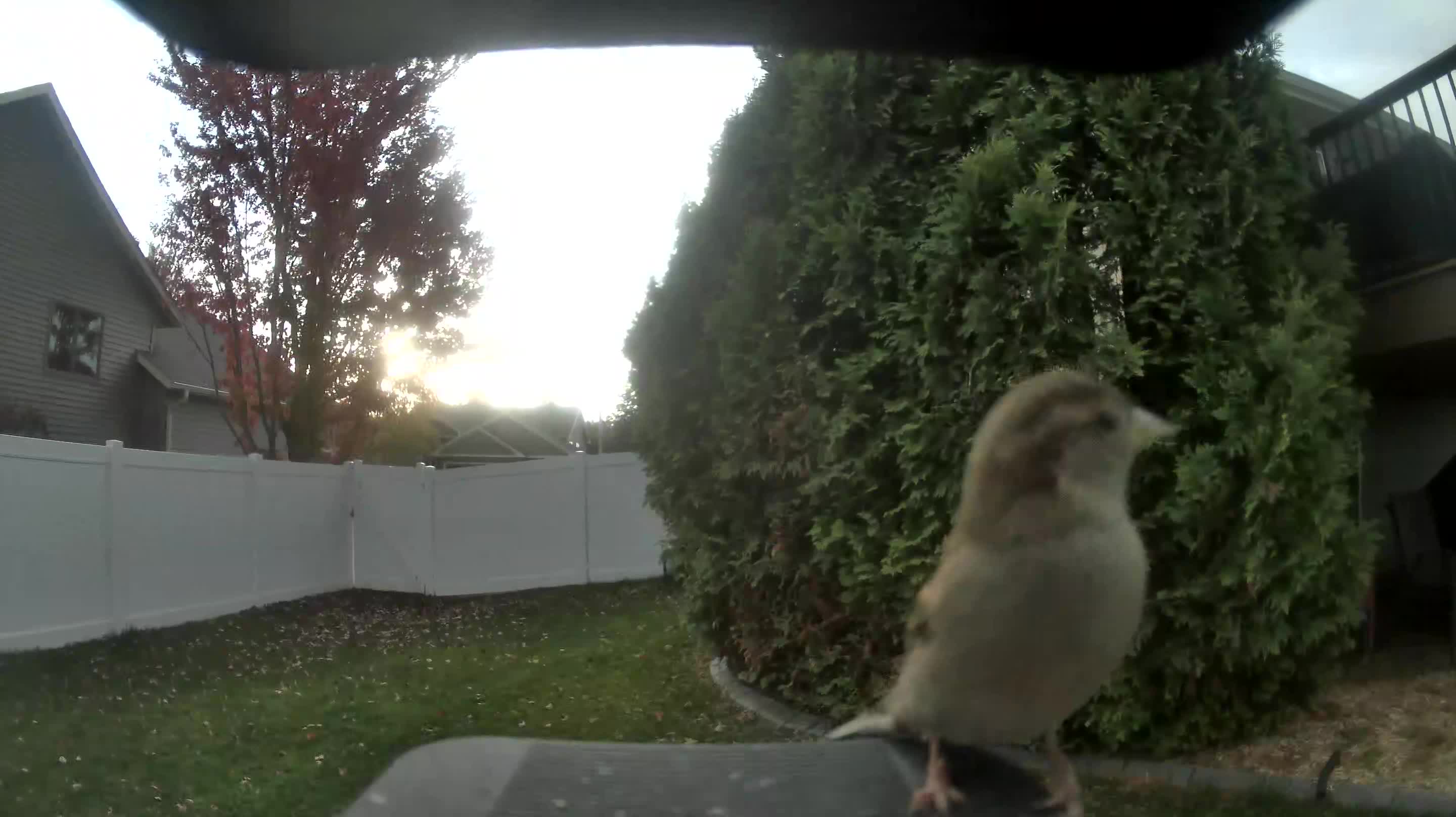 House Sparrow