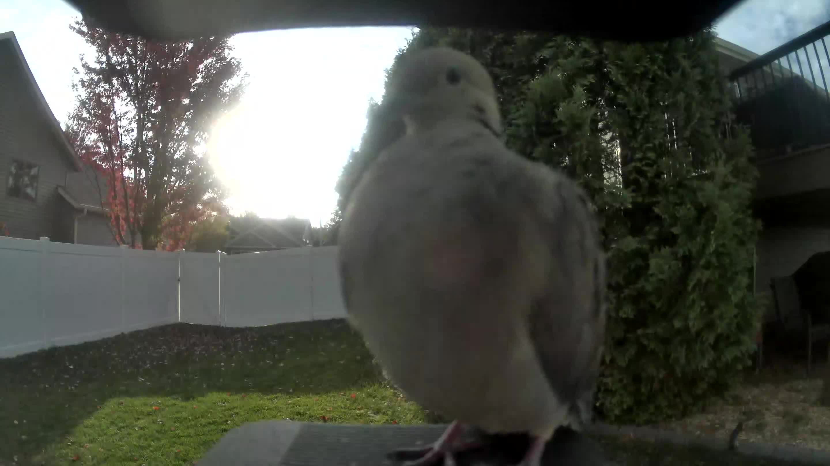 Mourning Dove