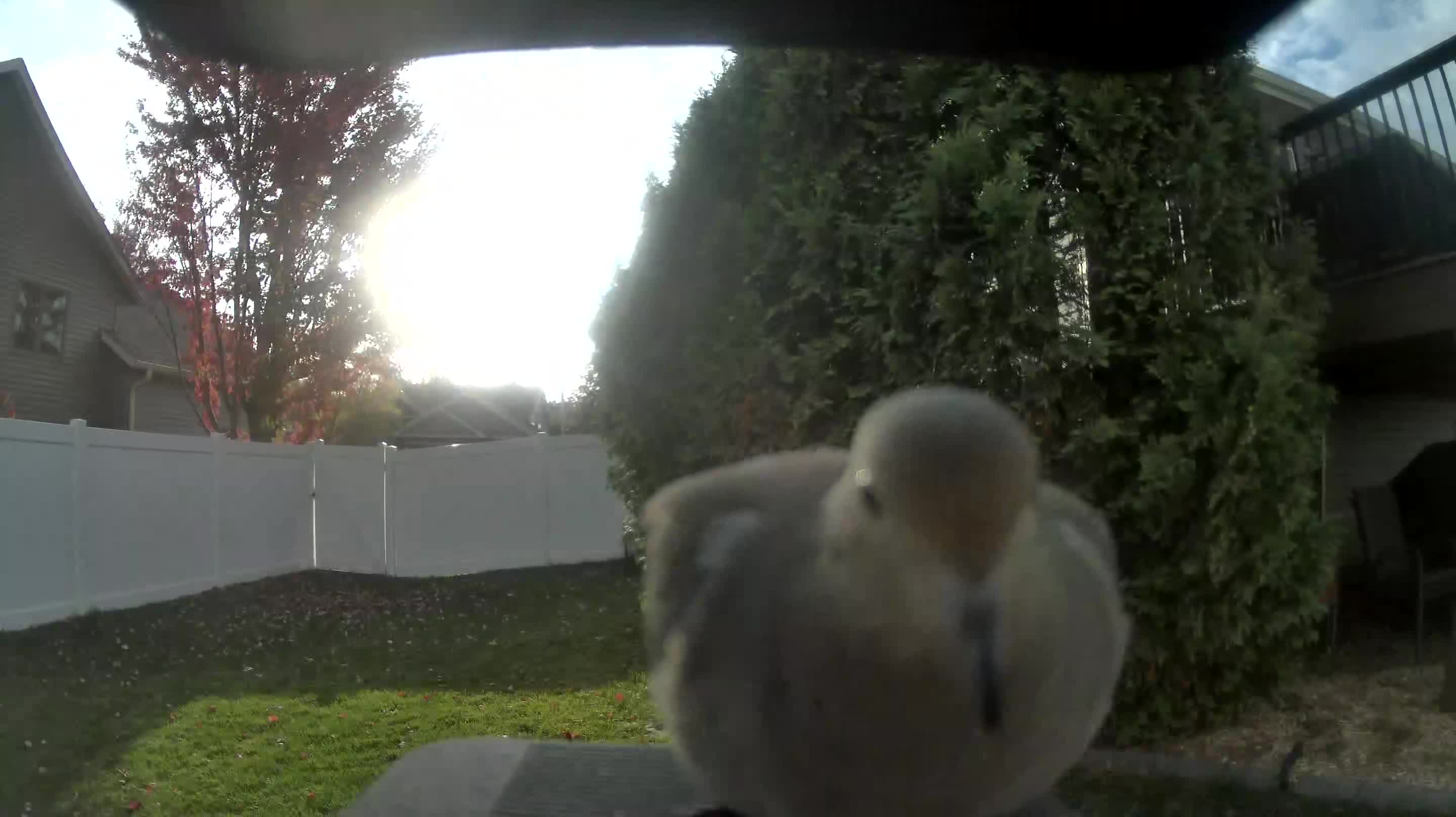 Mourning Dove