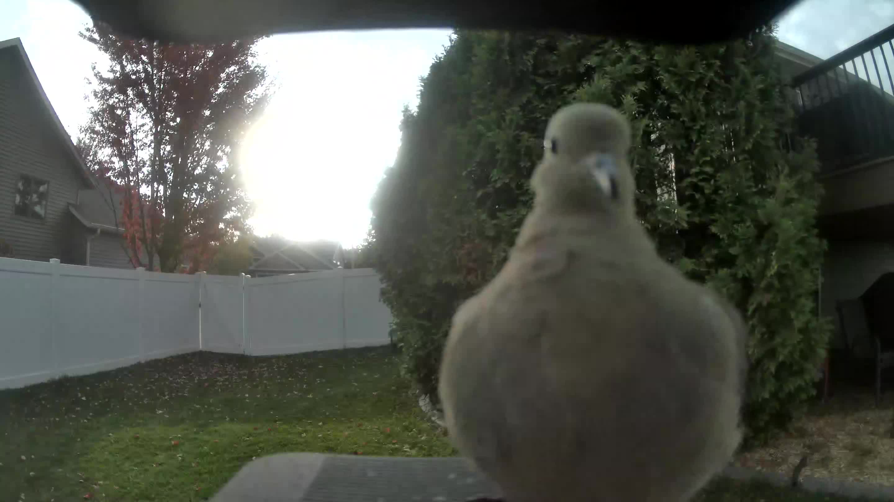 Mourning Dove