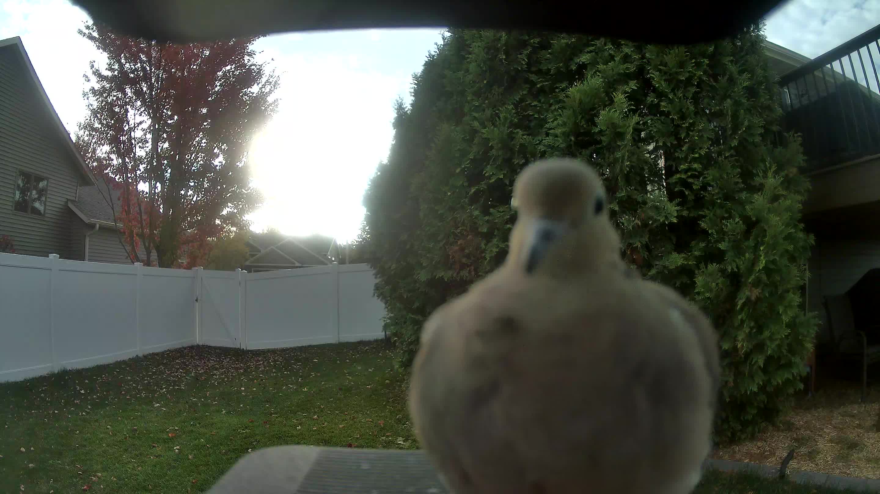 Mourning Dove