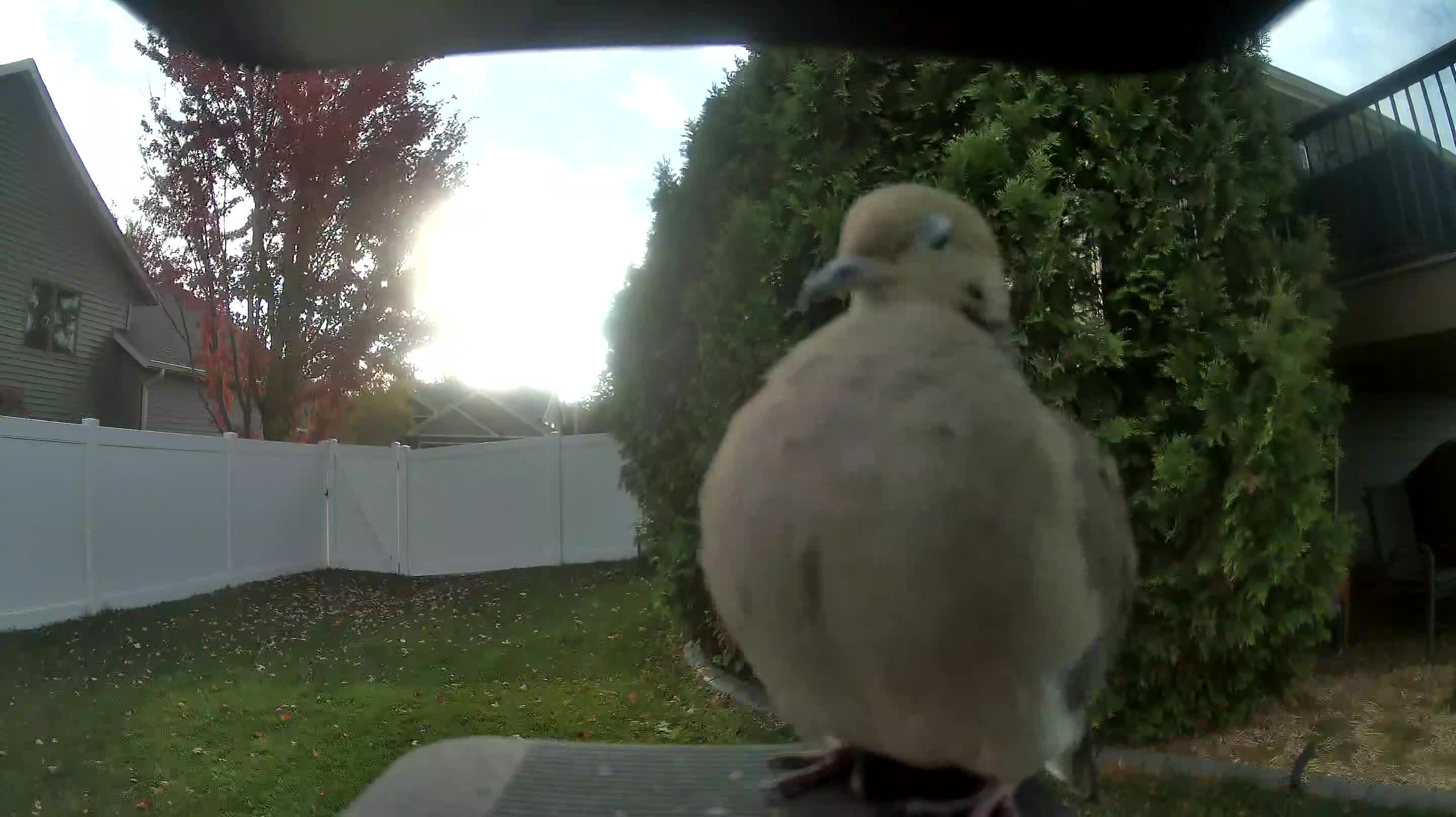 Mourning Dove