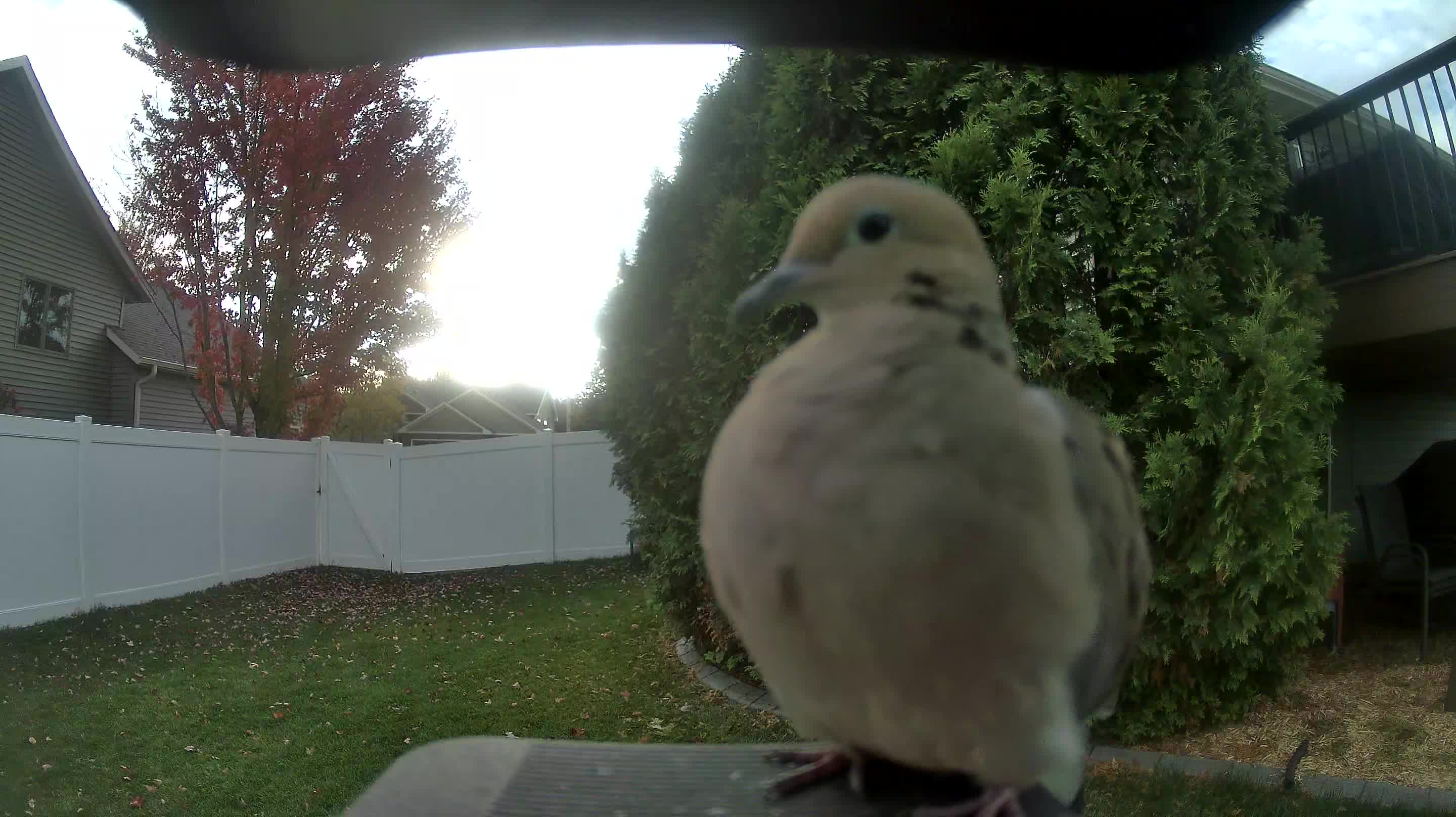 Mourning Dove