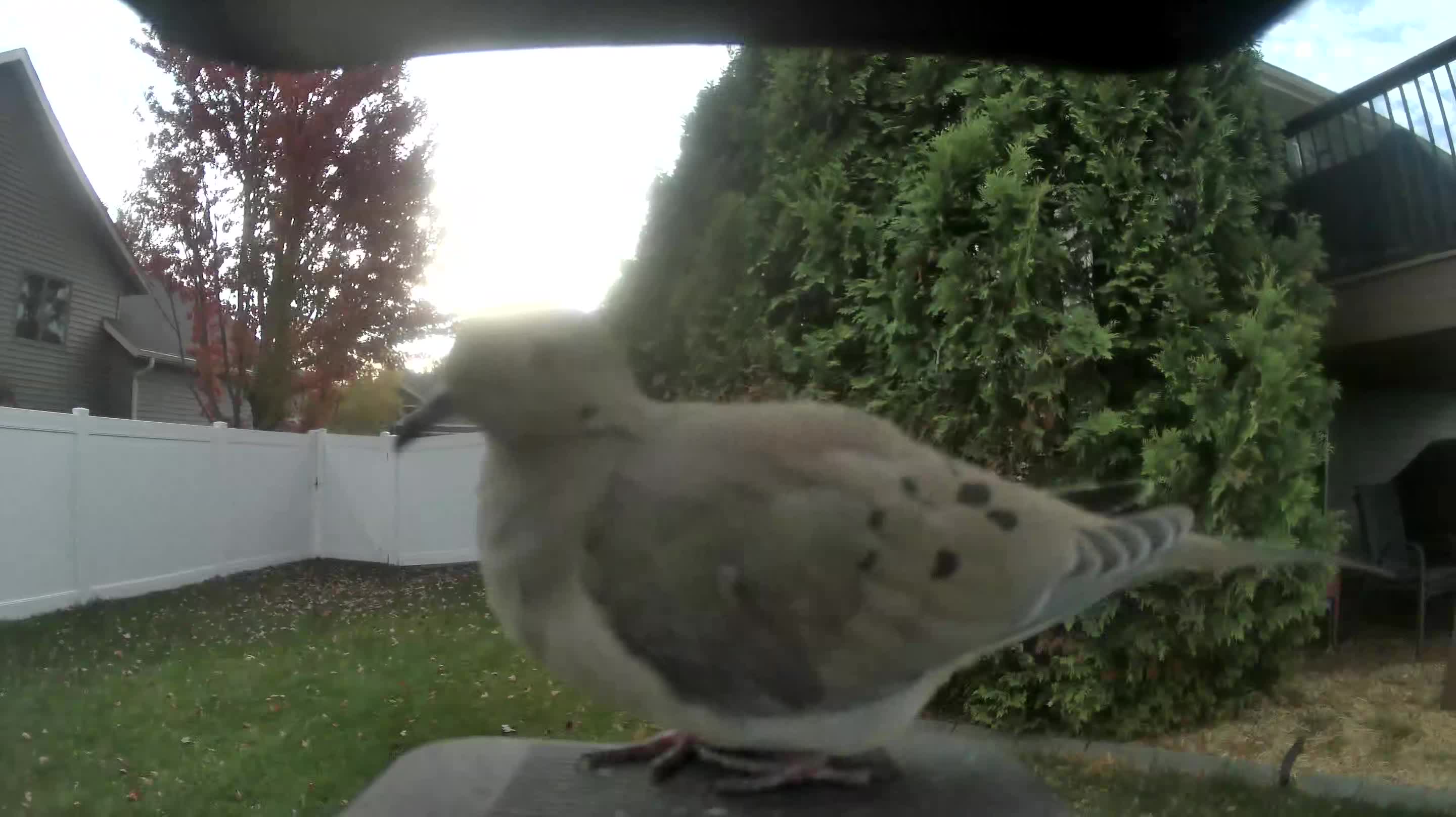 Mourning Dove