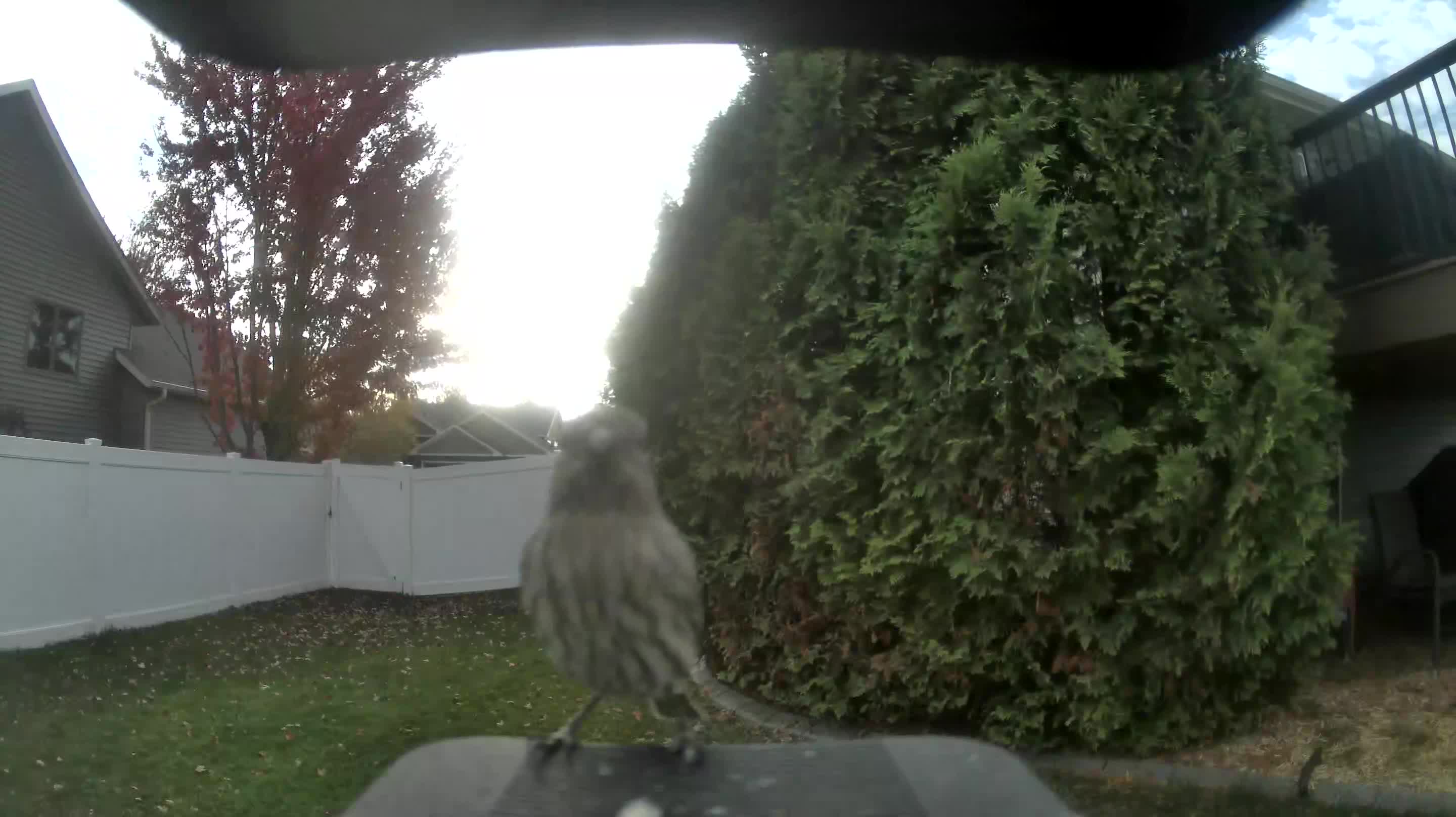 House Finch