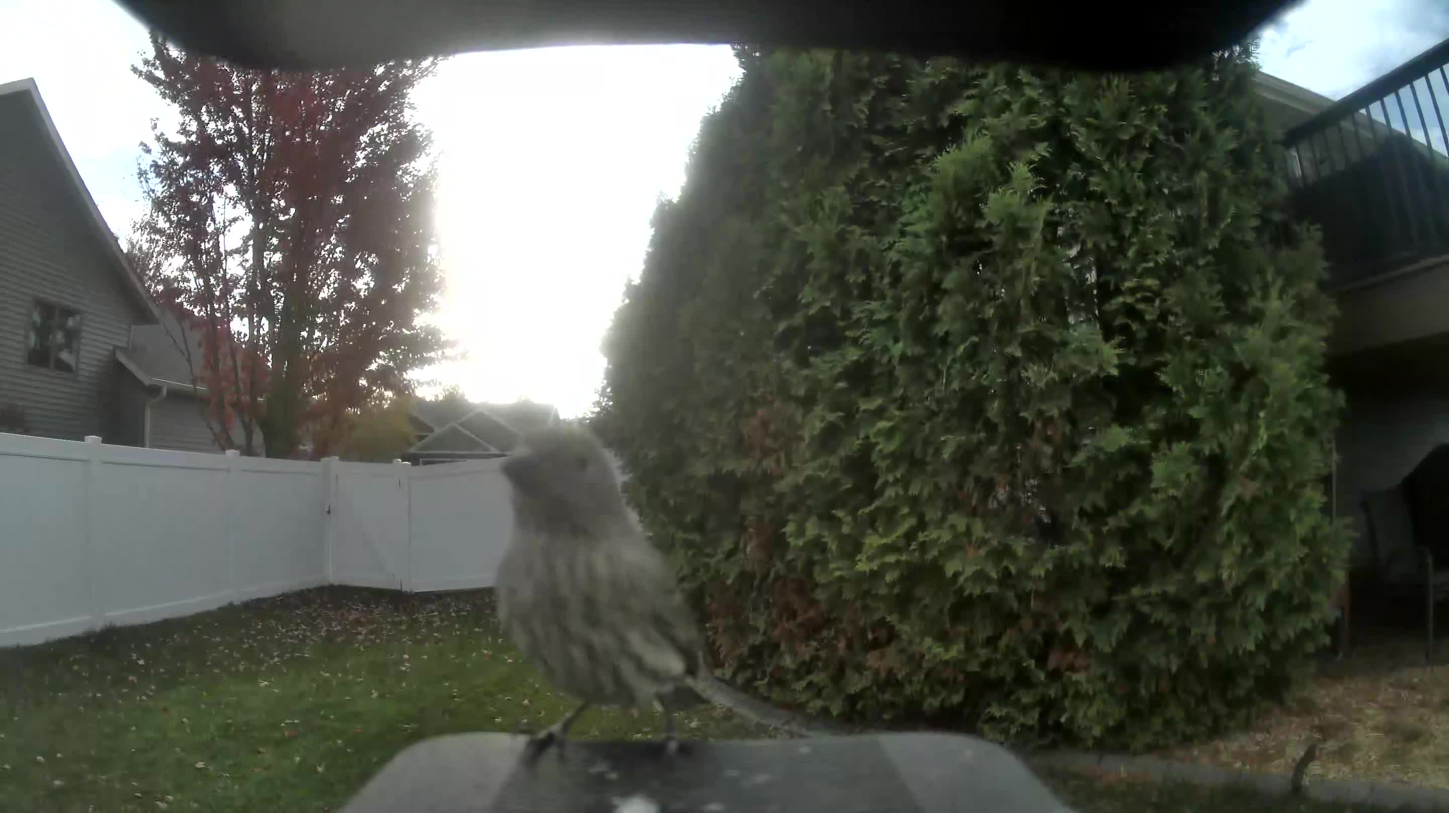 House Finch