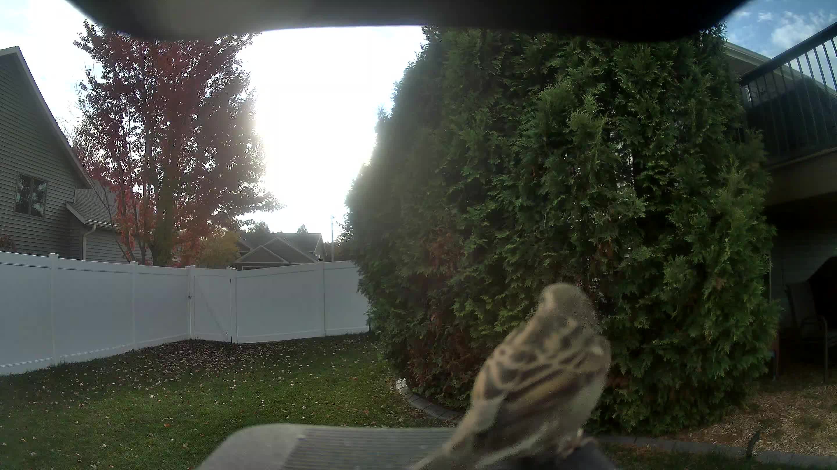 House Sparrow