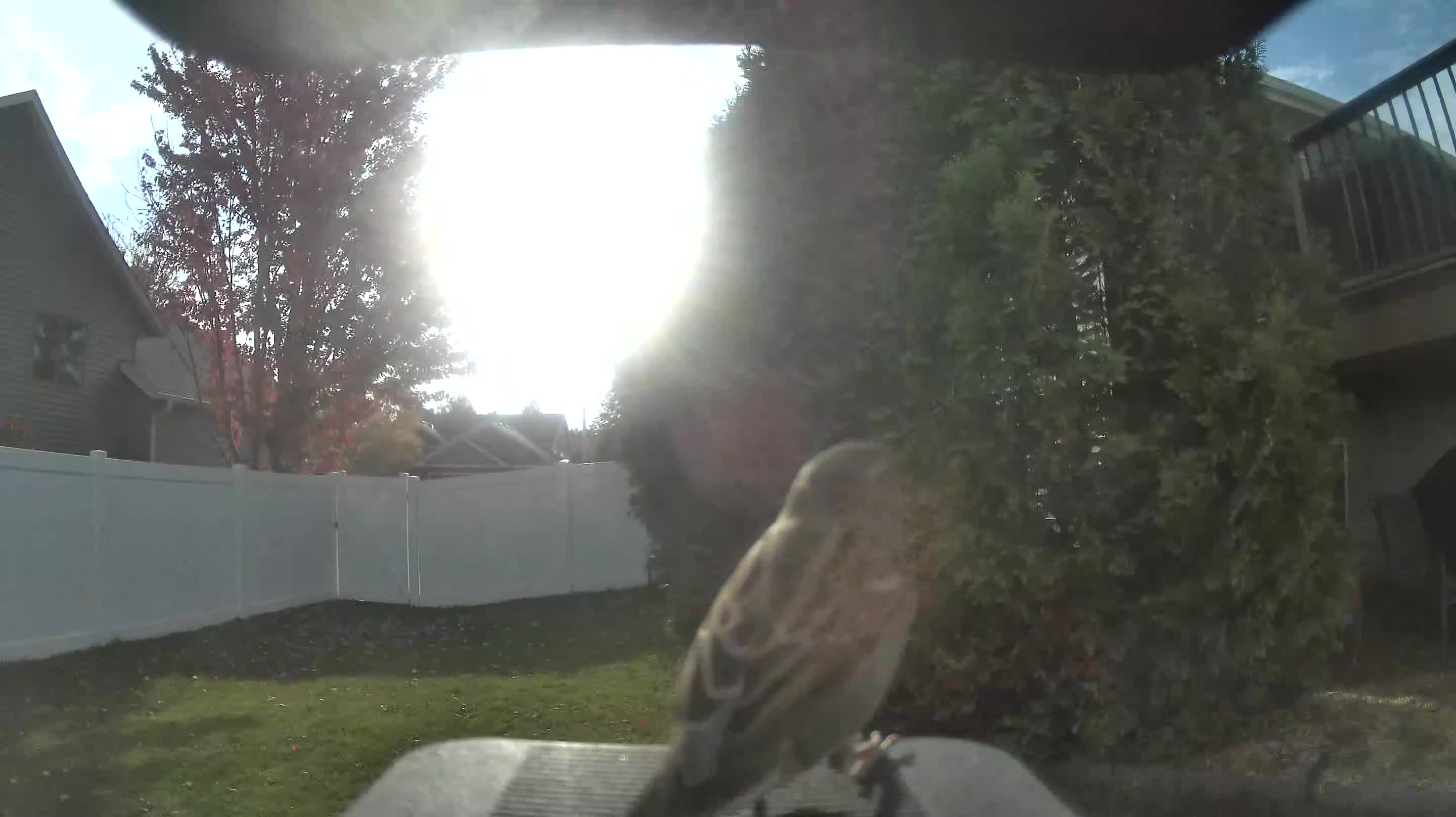 House Sparrow