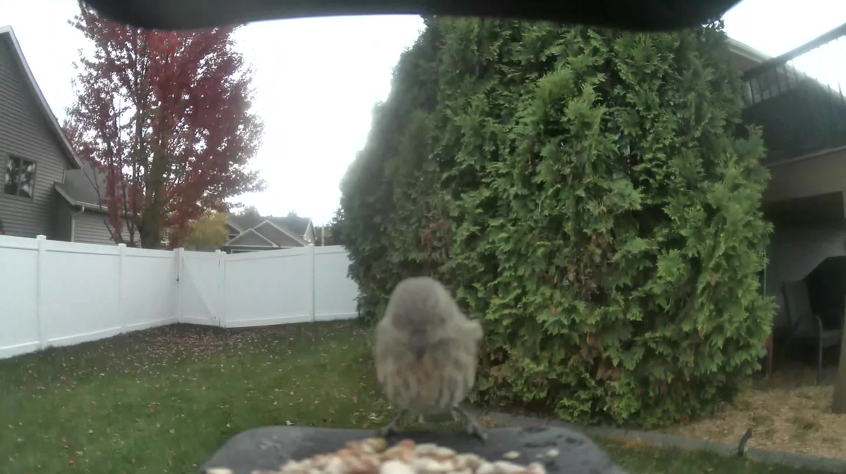 House Finch