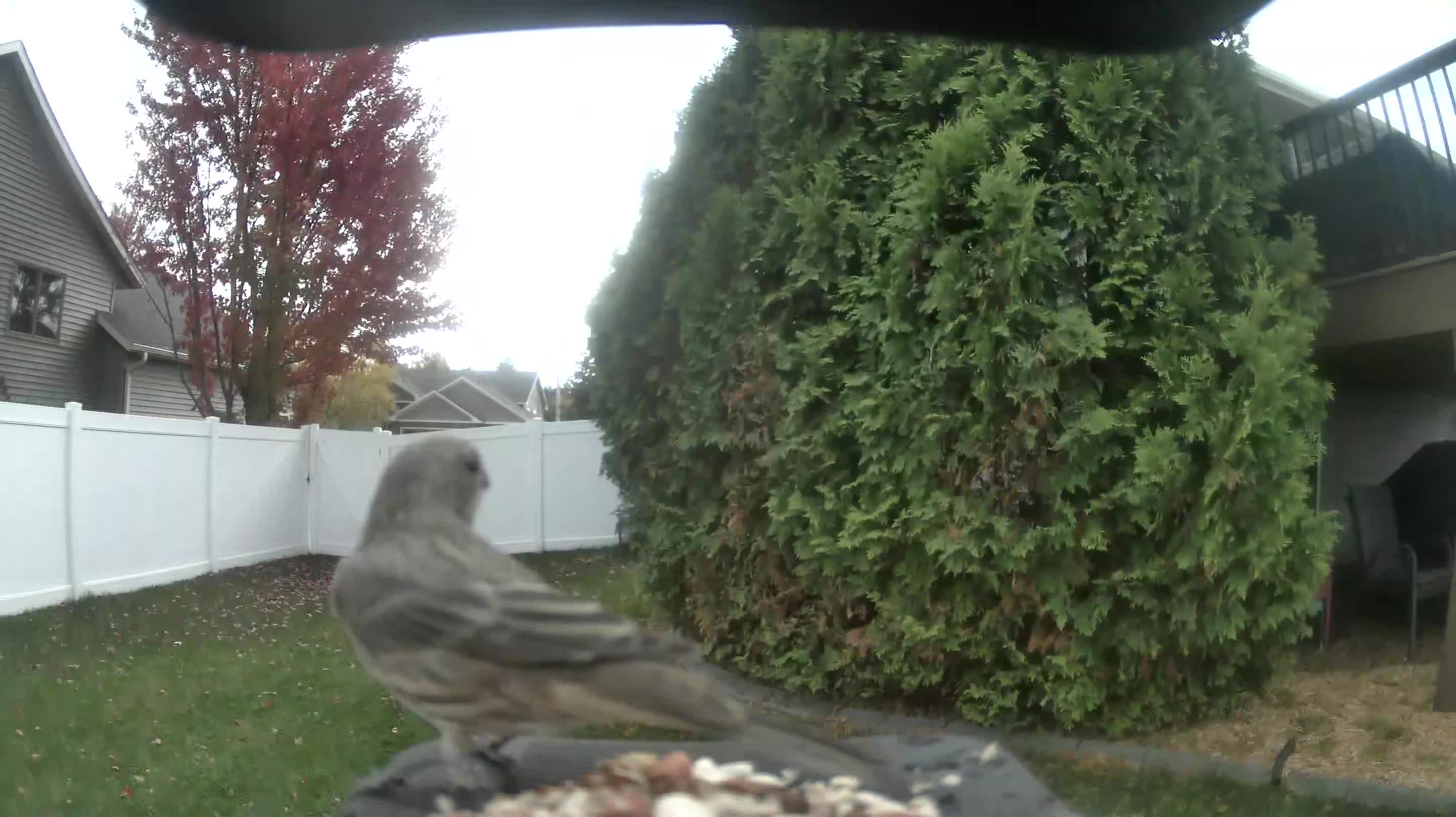 House Finch