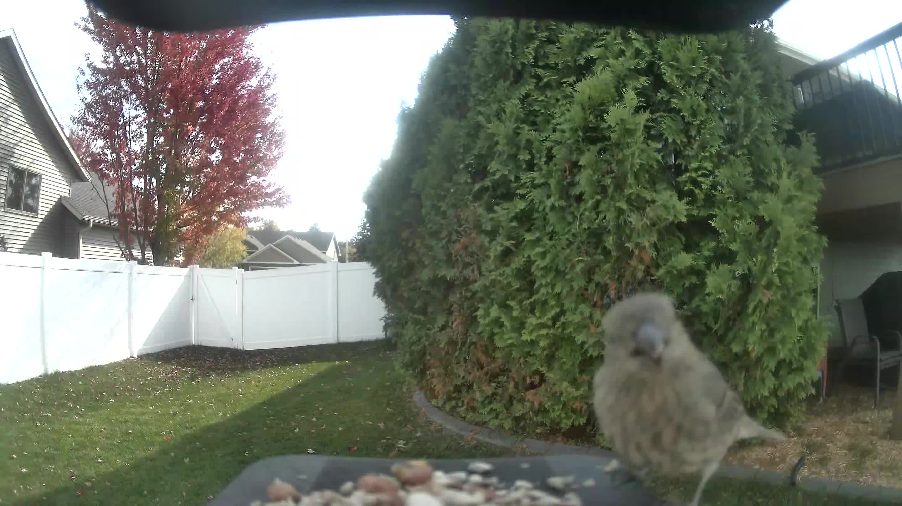 House Finch