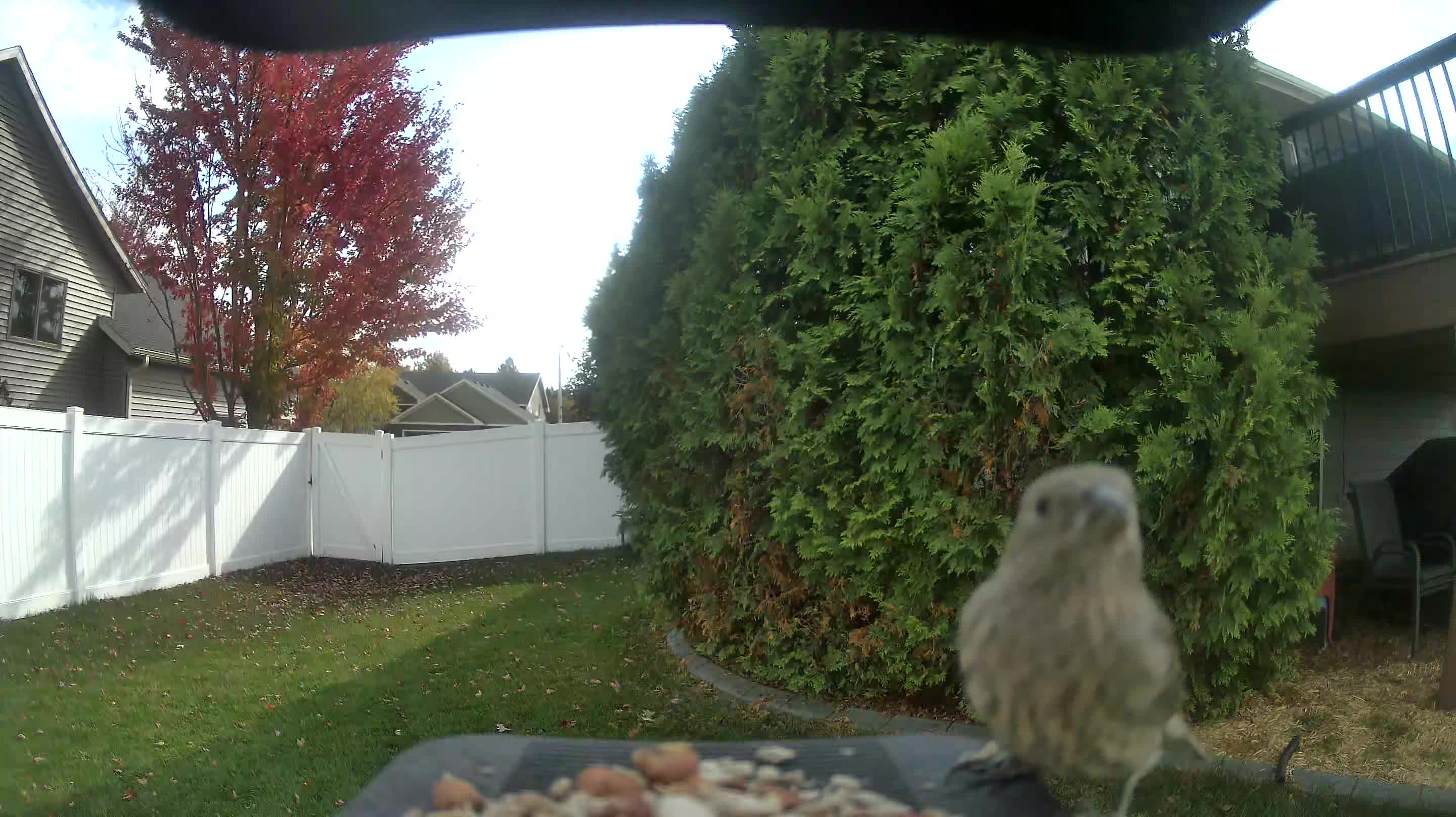 House Finch