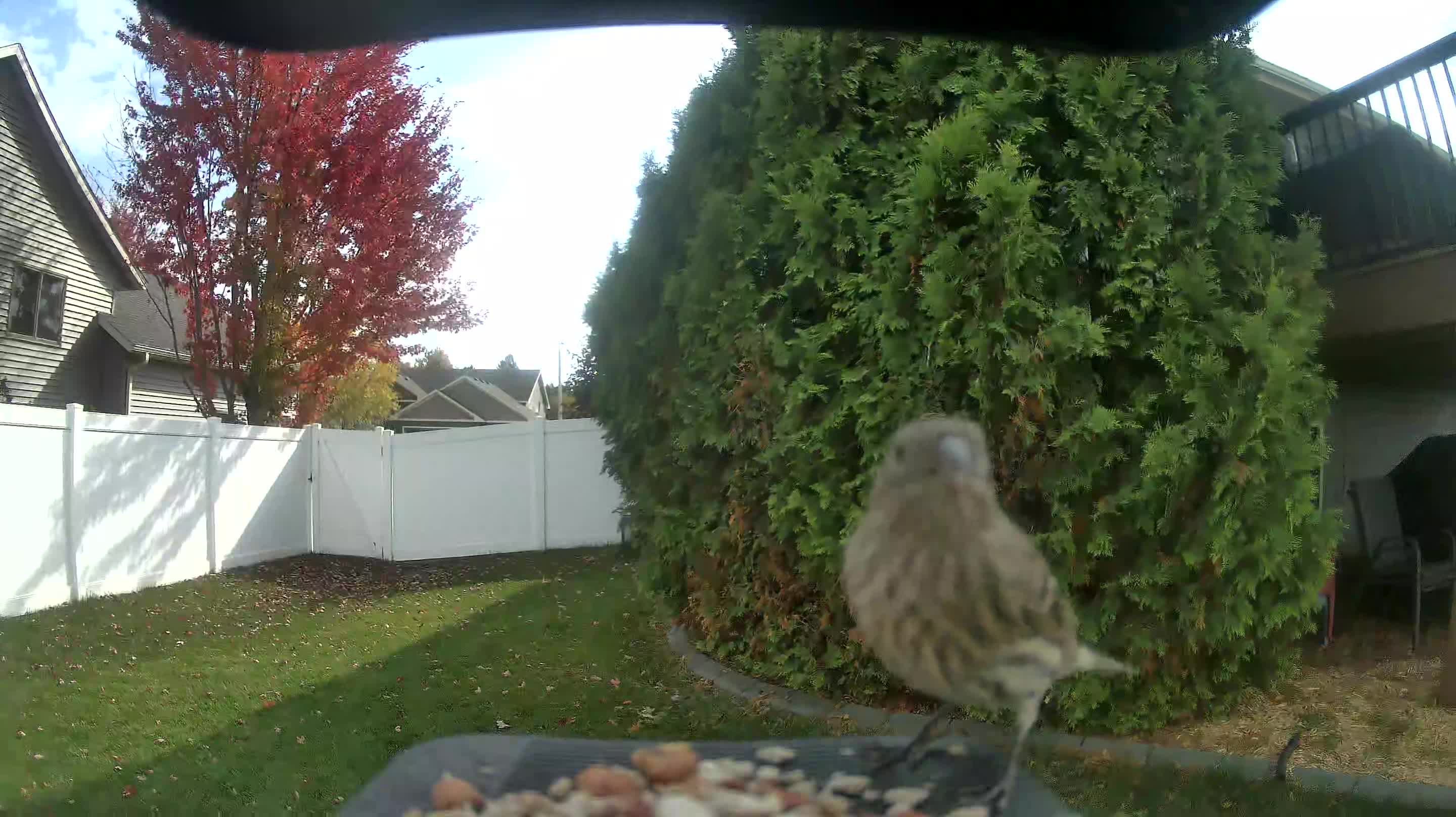 House Finch