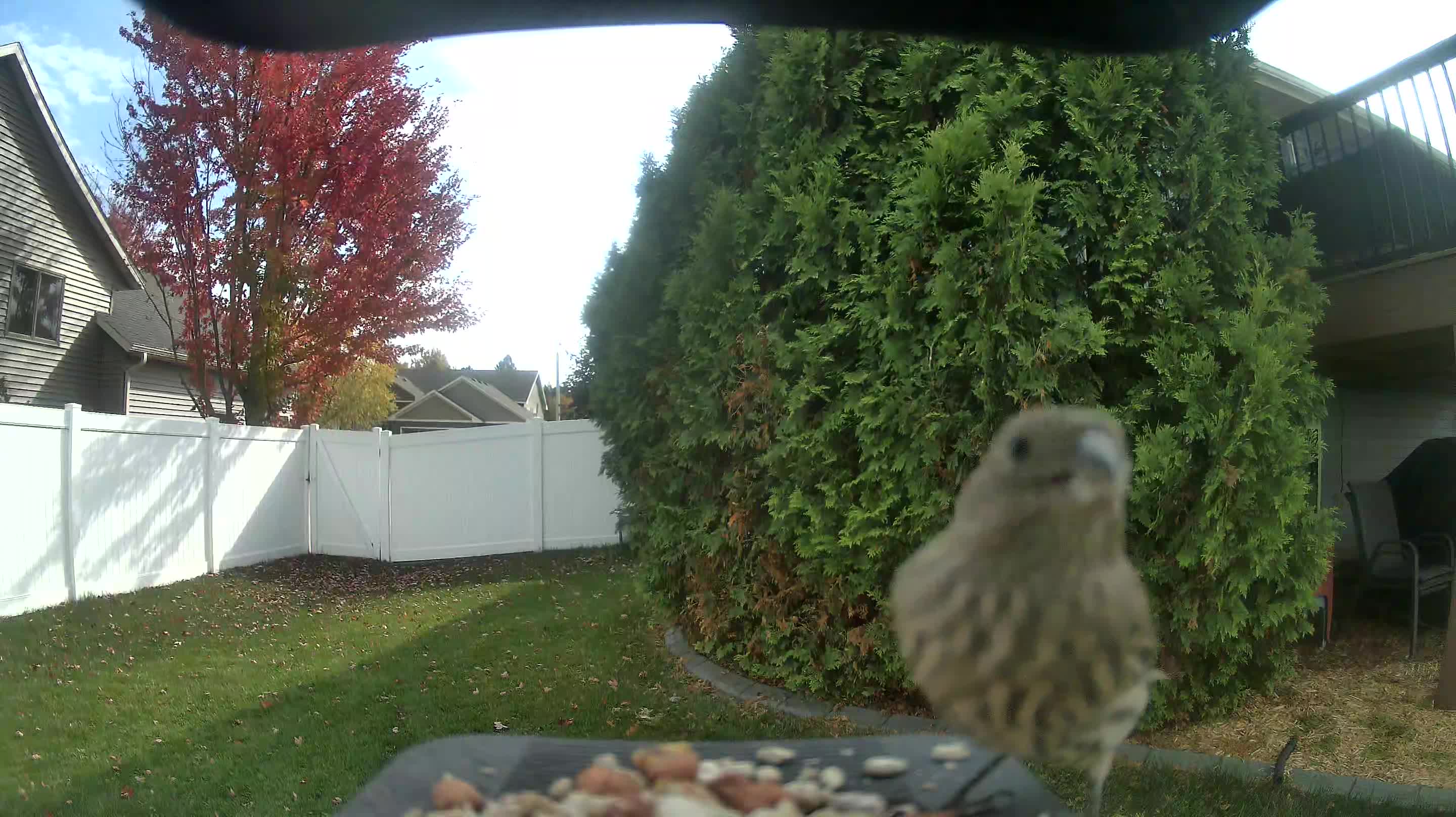 House Finch
