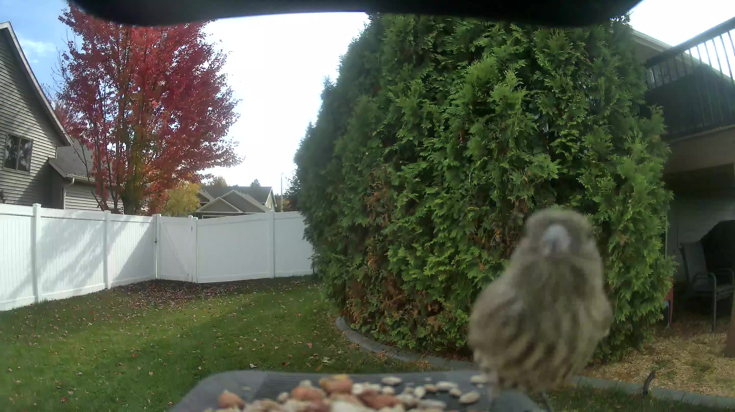 House Finch