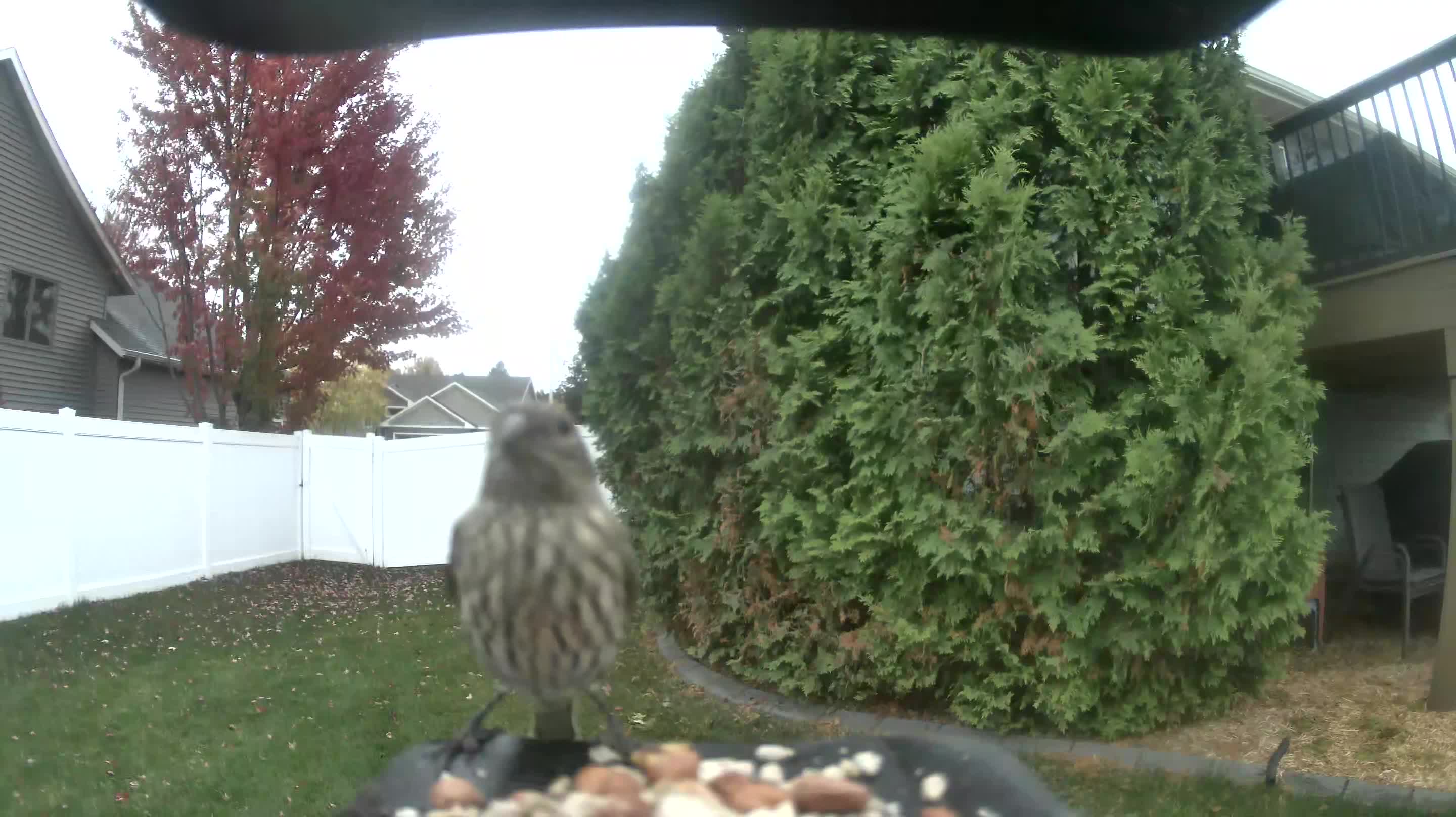 House Finch
