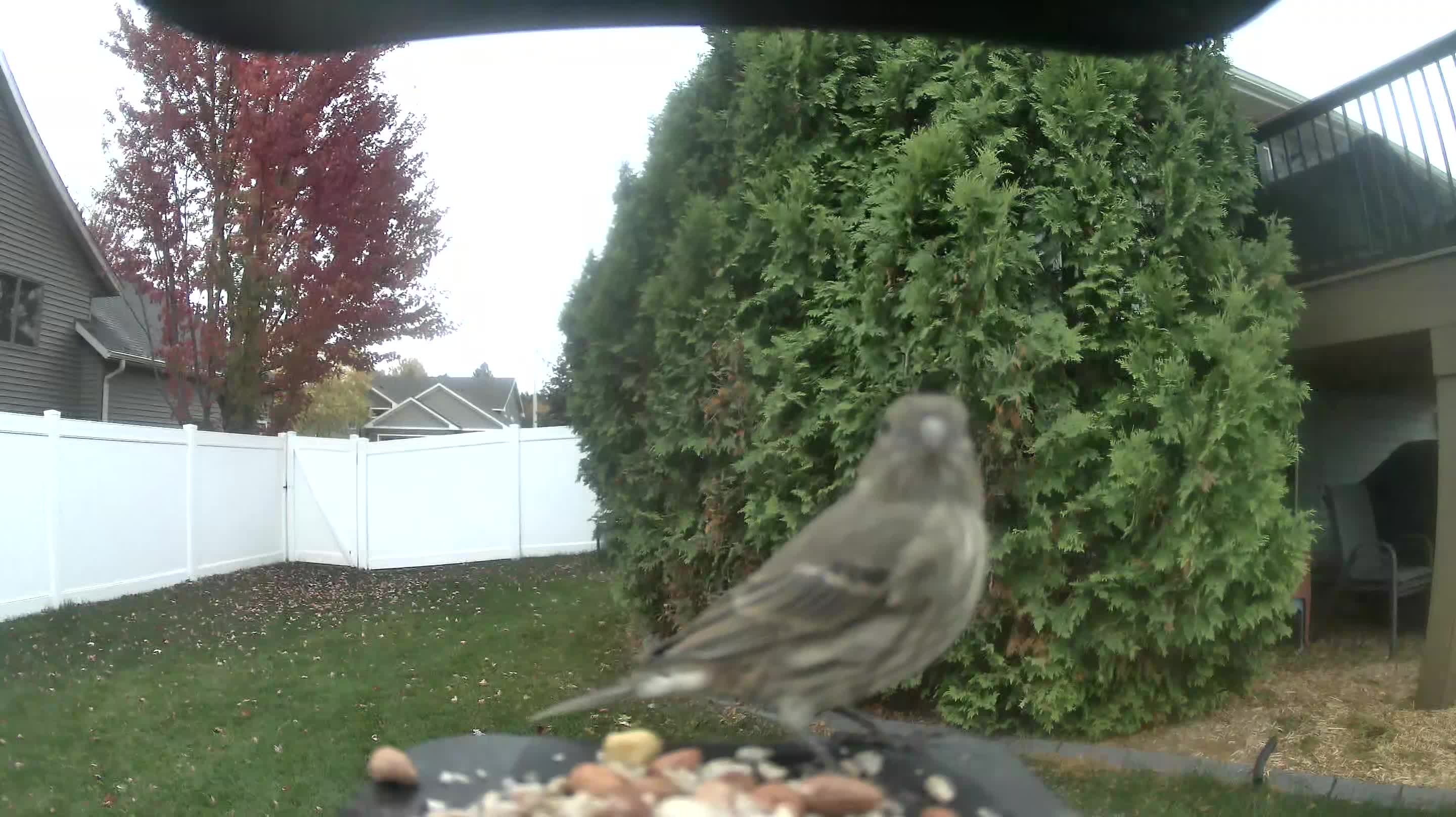 Pine Siskin