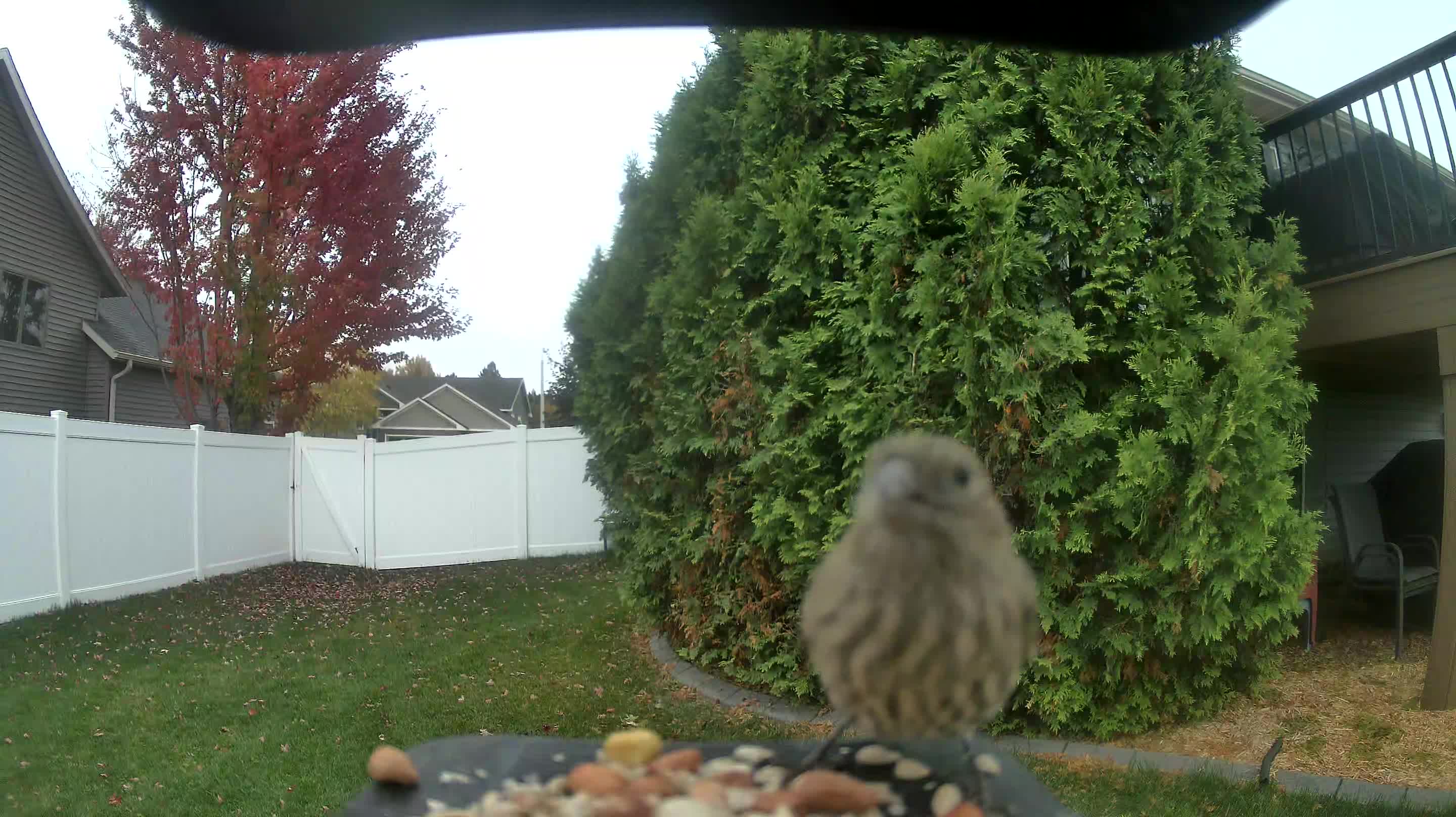 House Finch