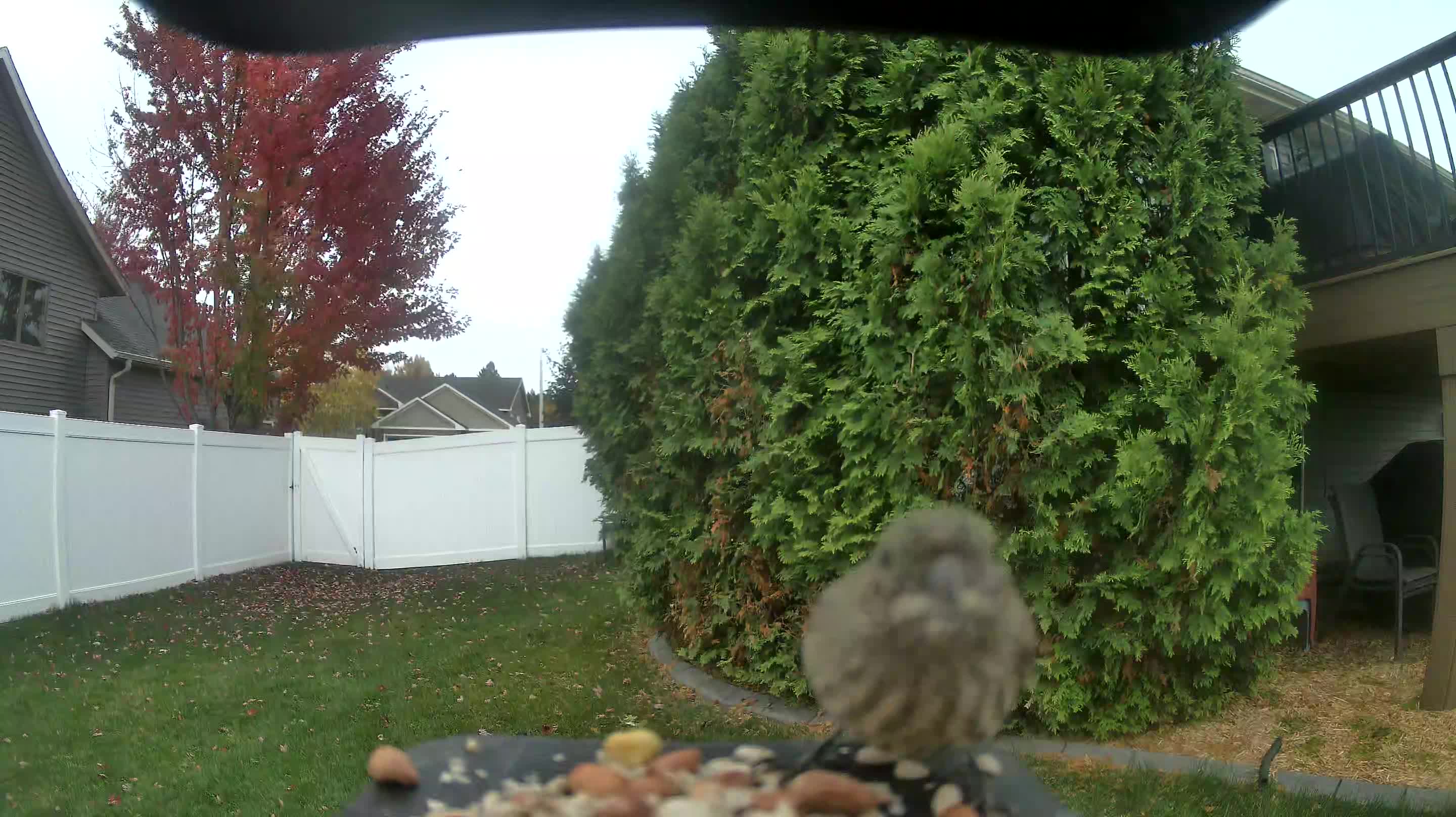 House Finch