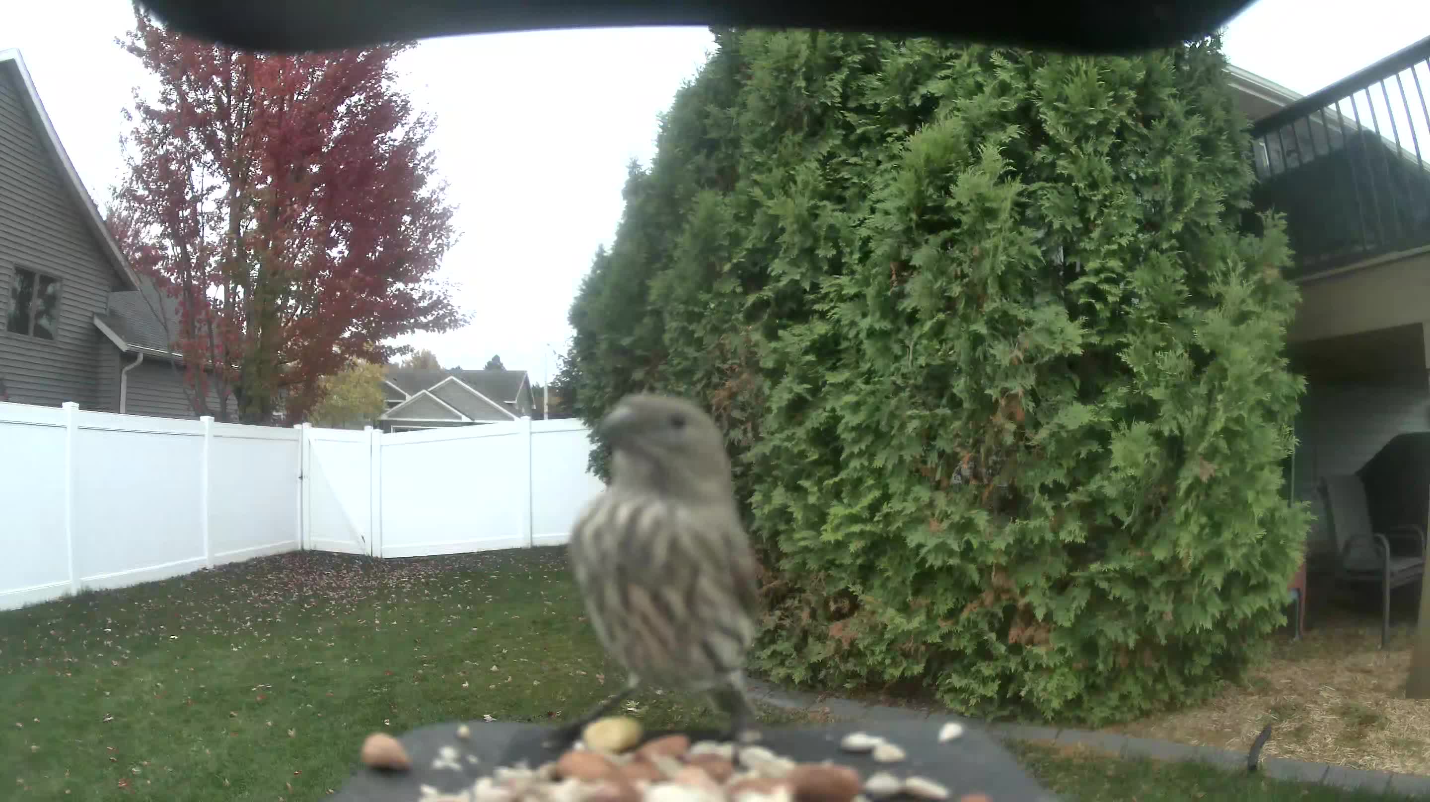 House Finch