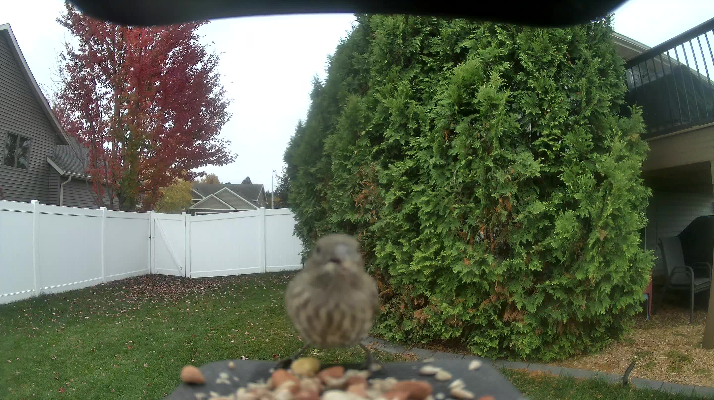 House Finch