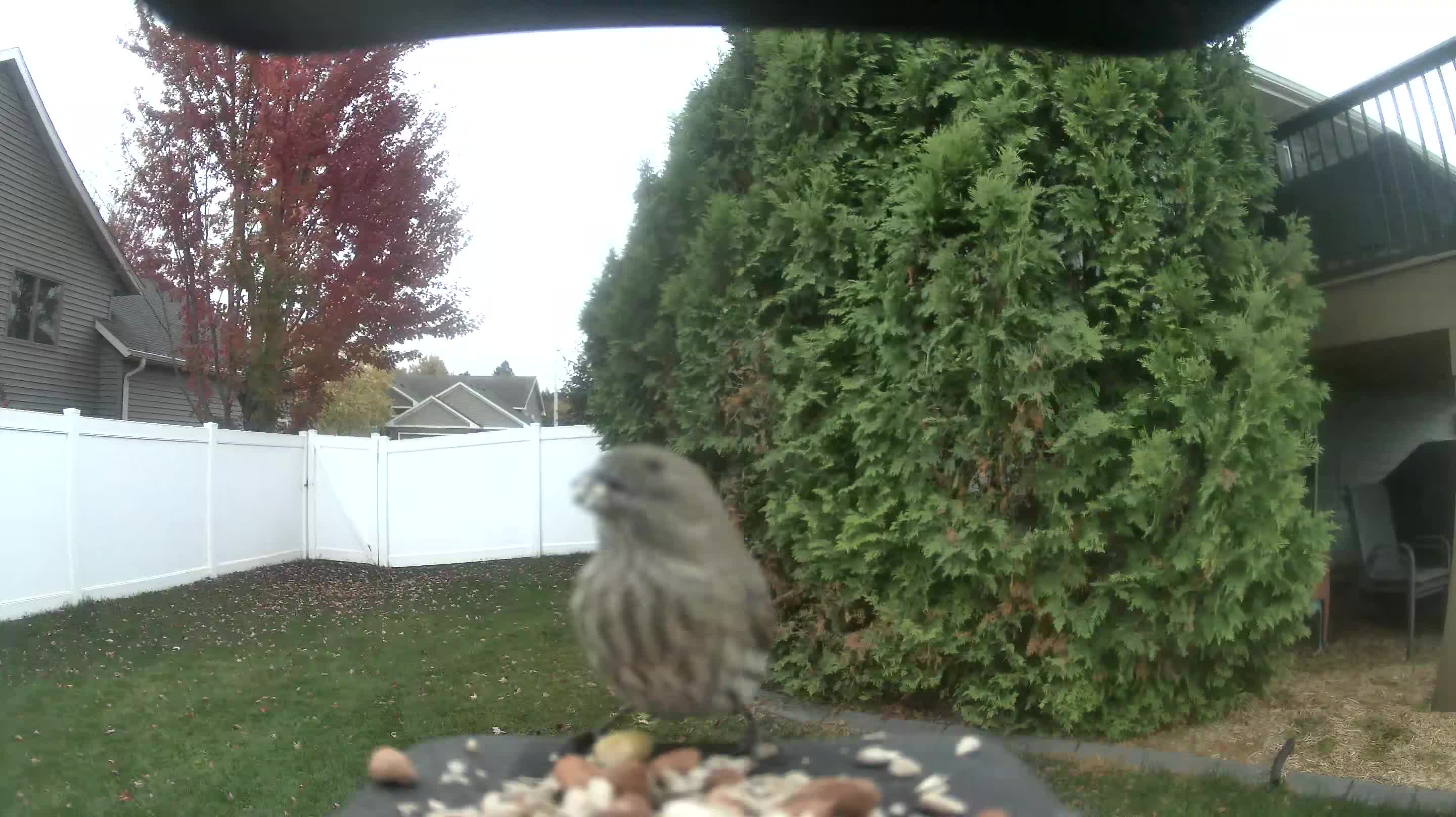 House Finch