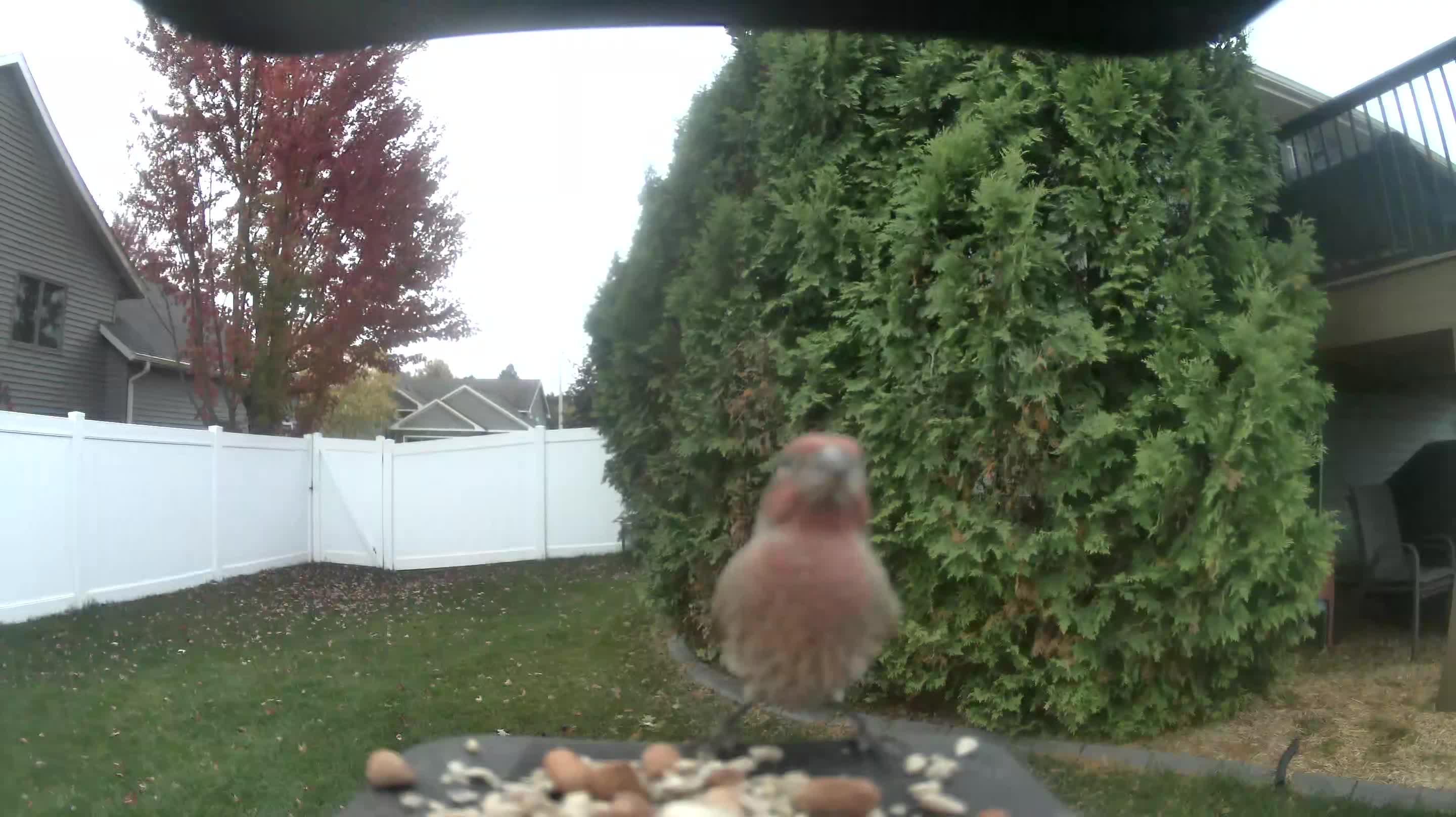 House Finch