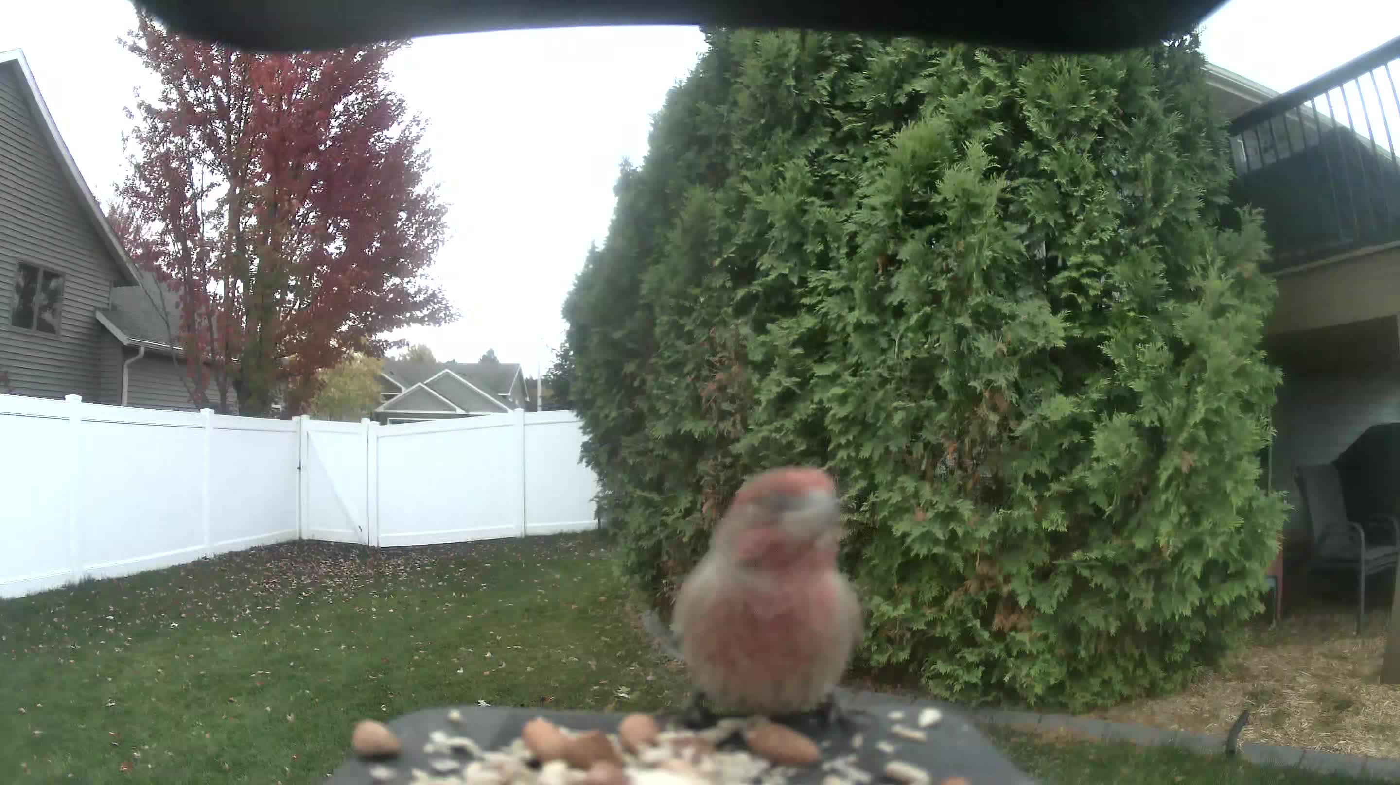 House Finch
