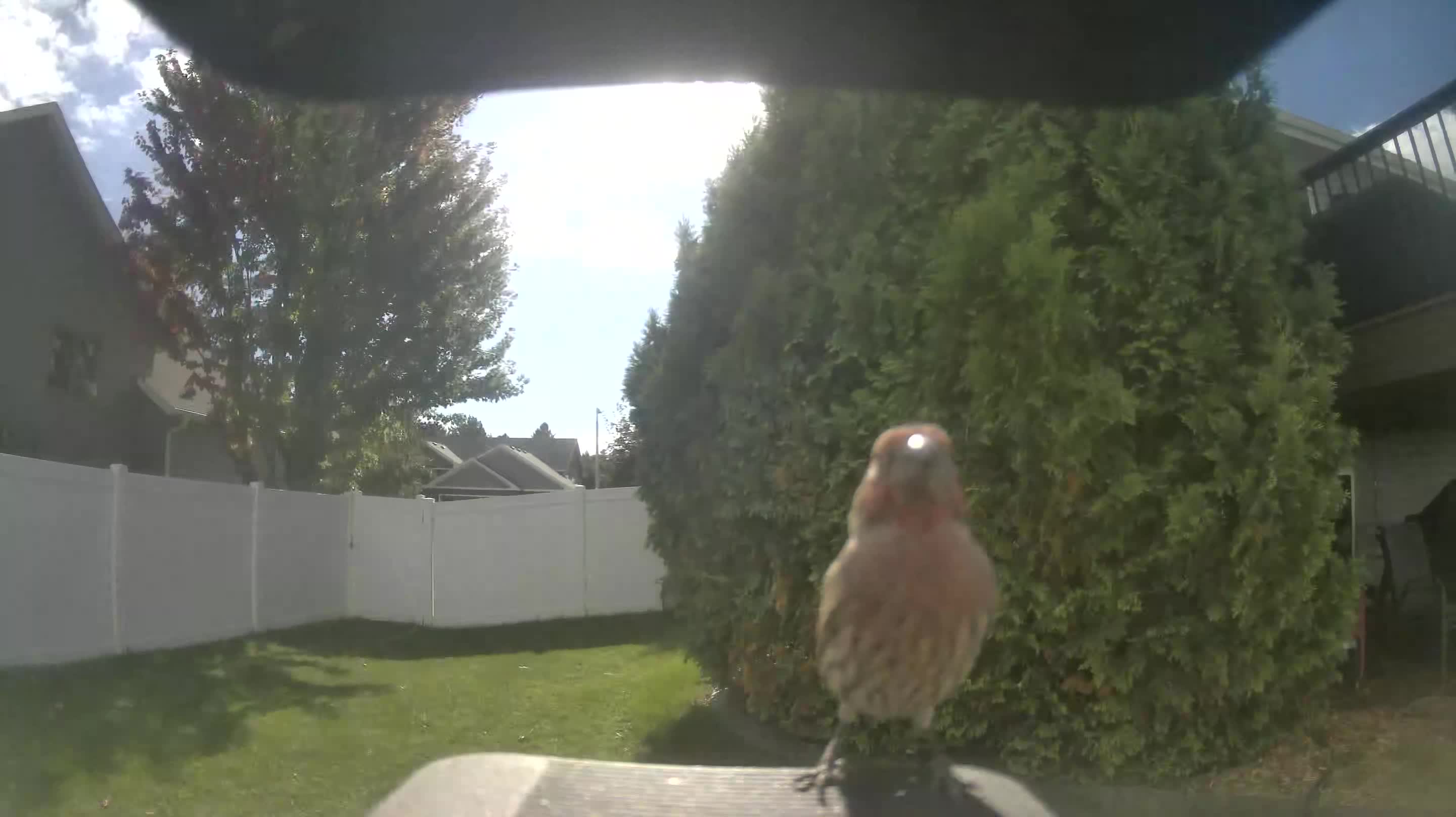 House Finch