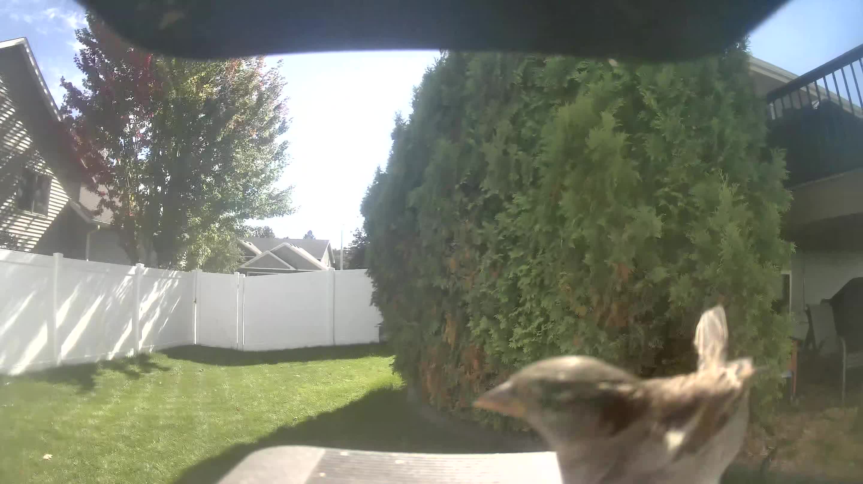 House Sparrow