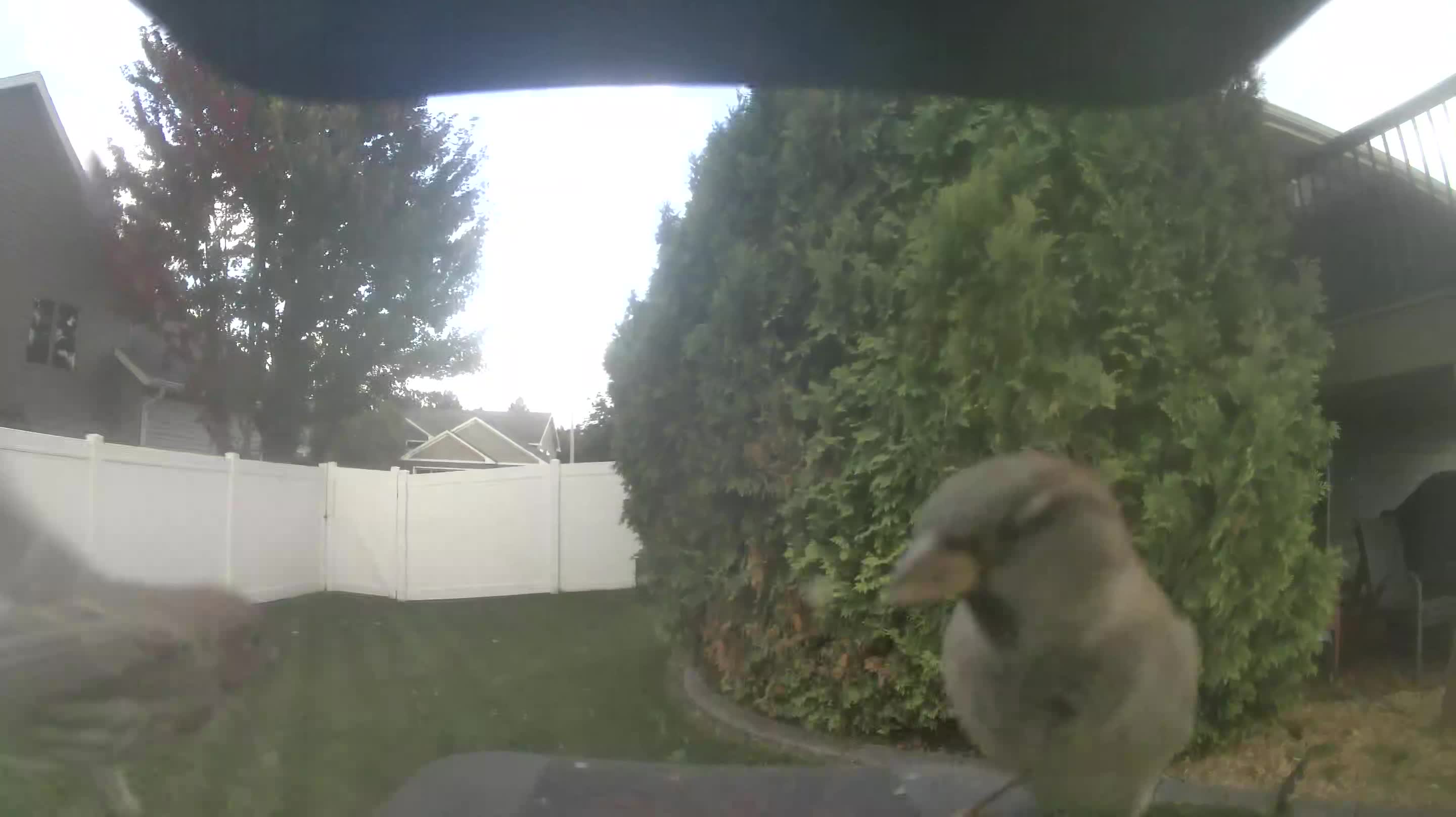 House Sparrow