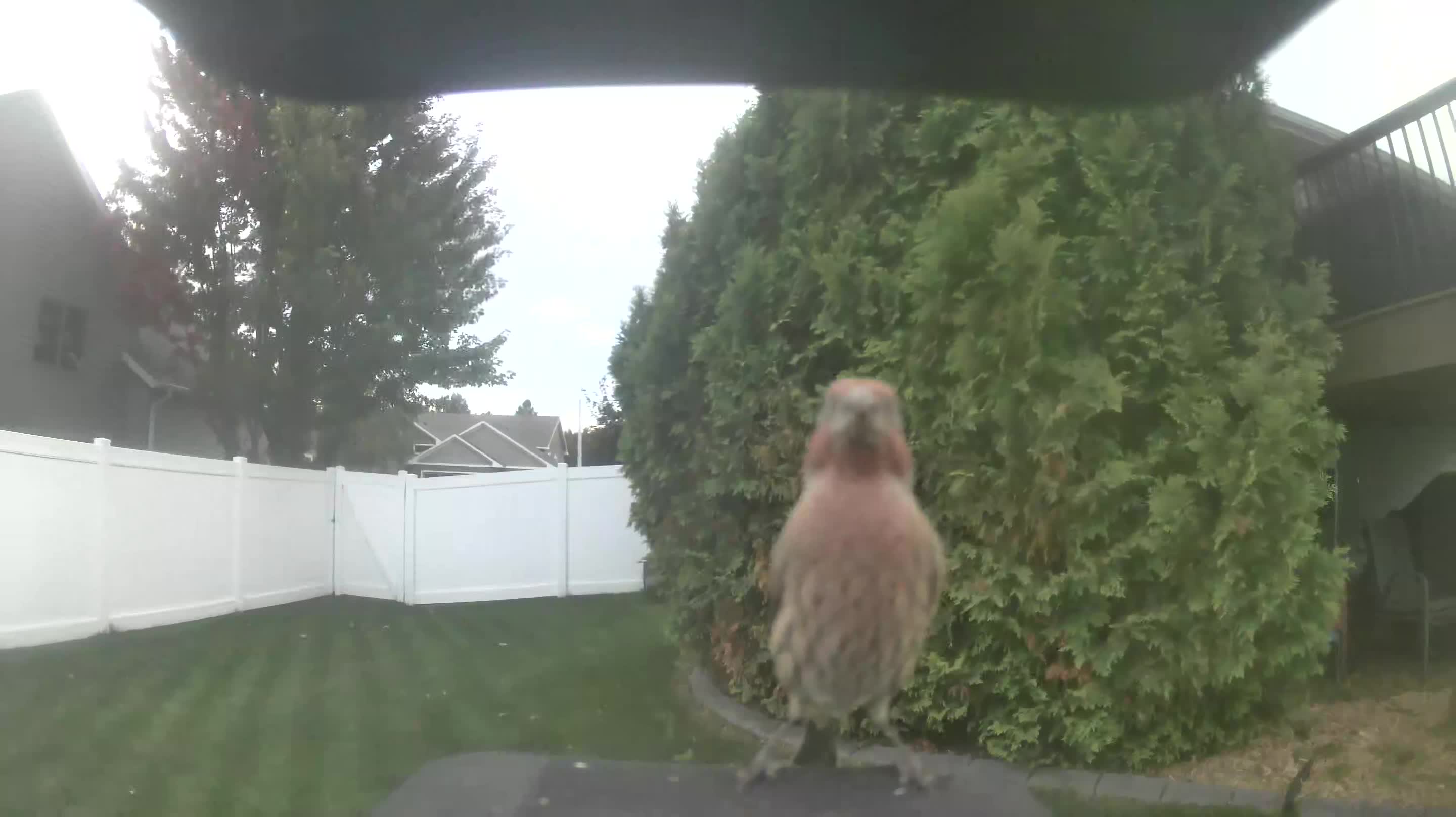 House Finch