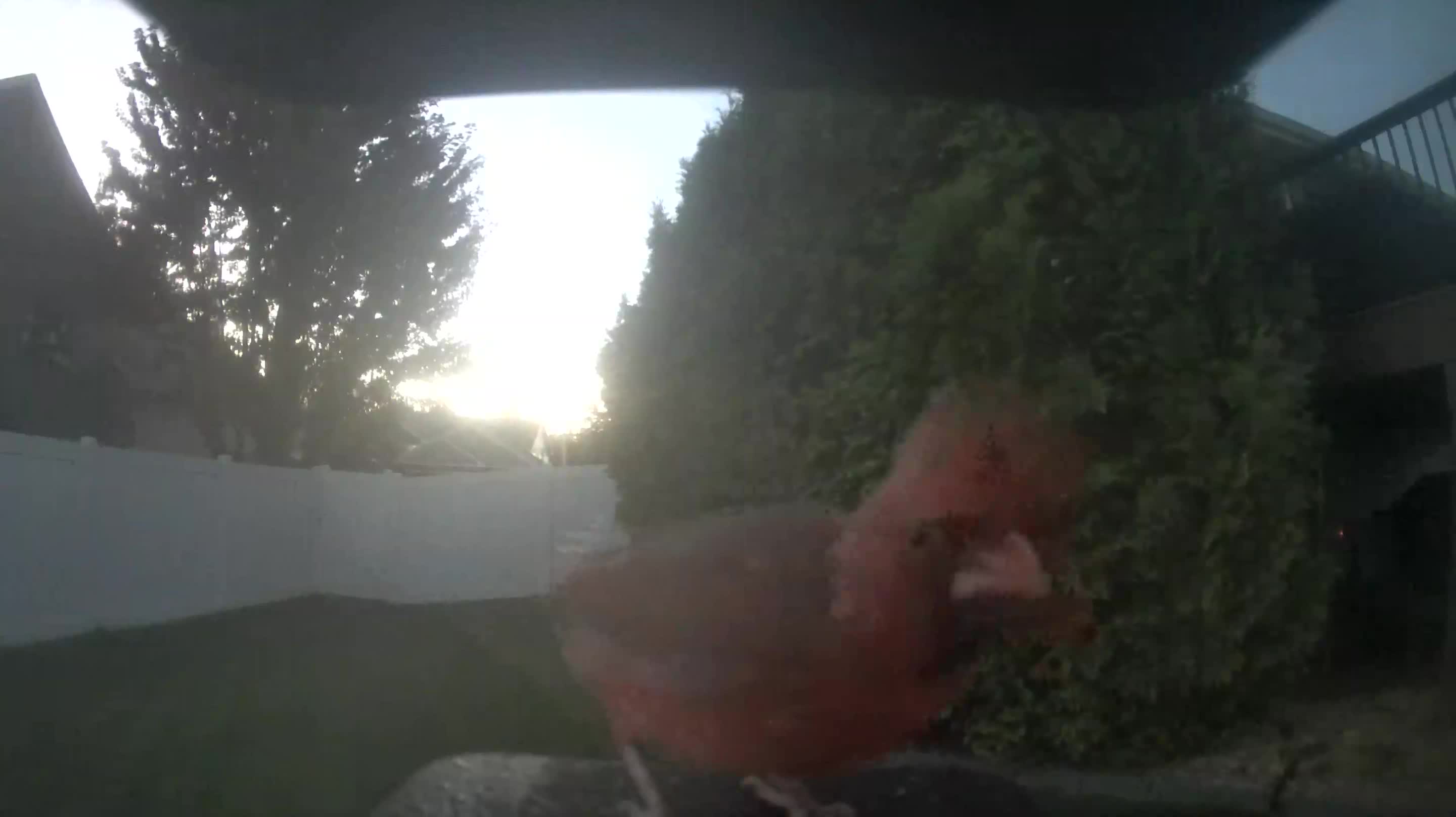 Northern Cardinal