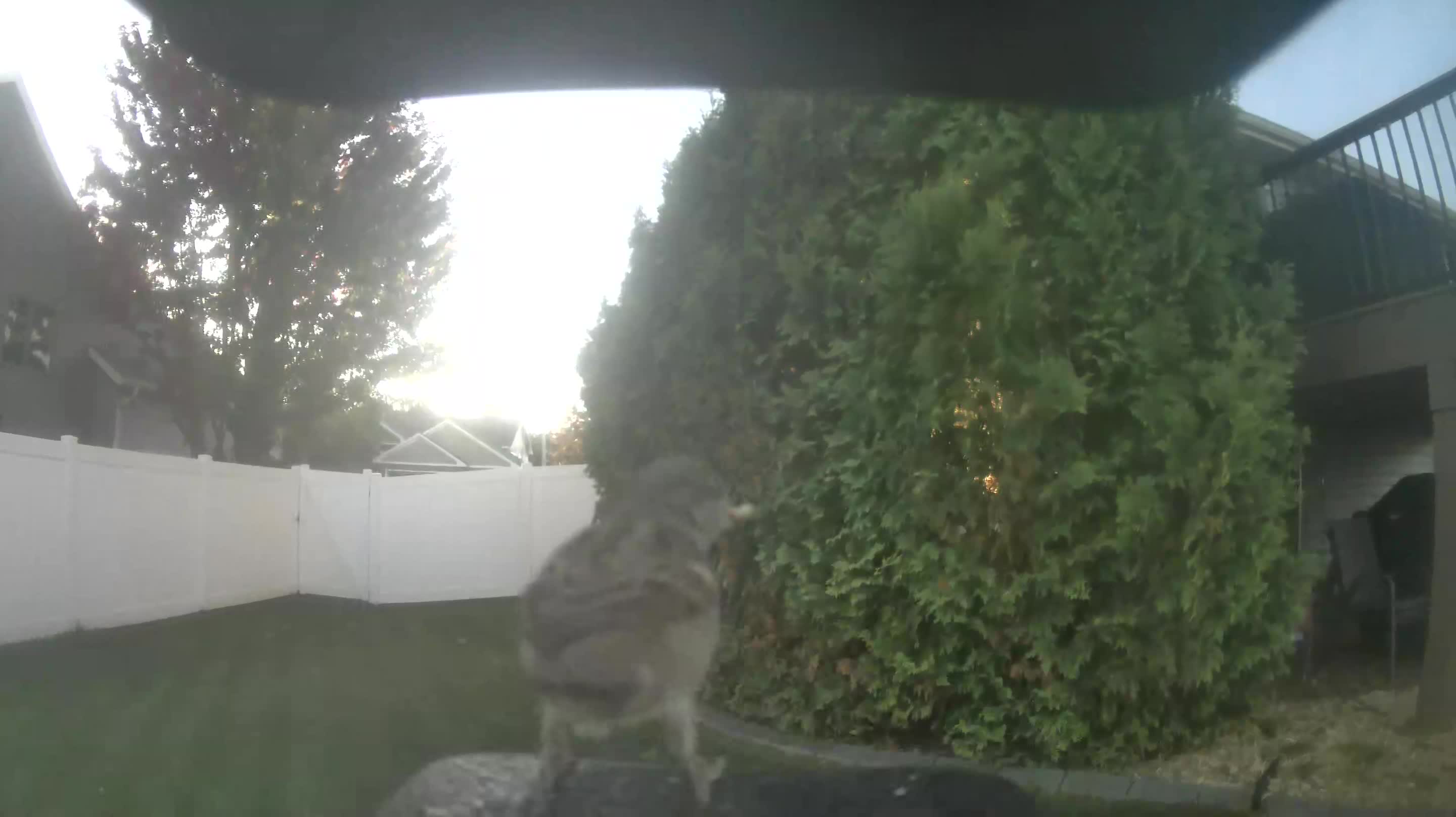 House Sparrow