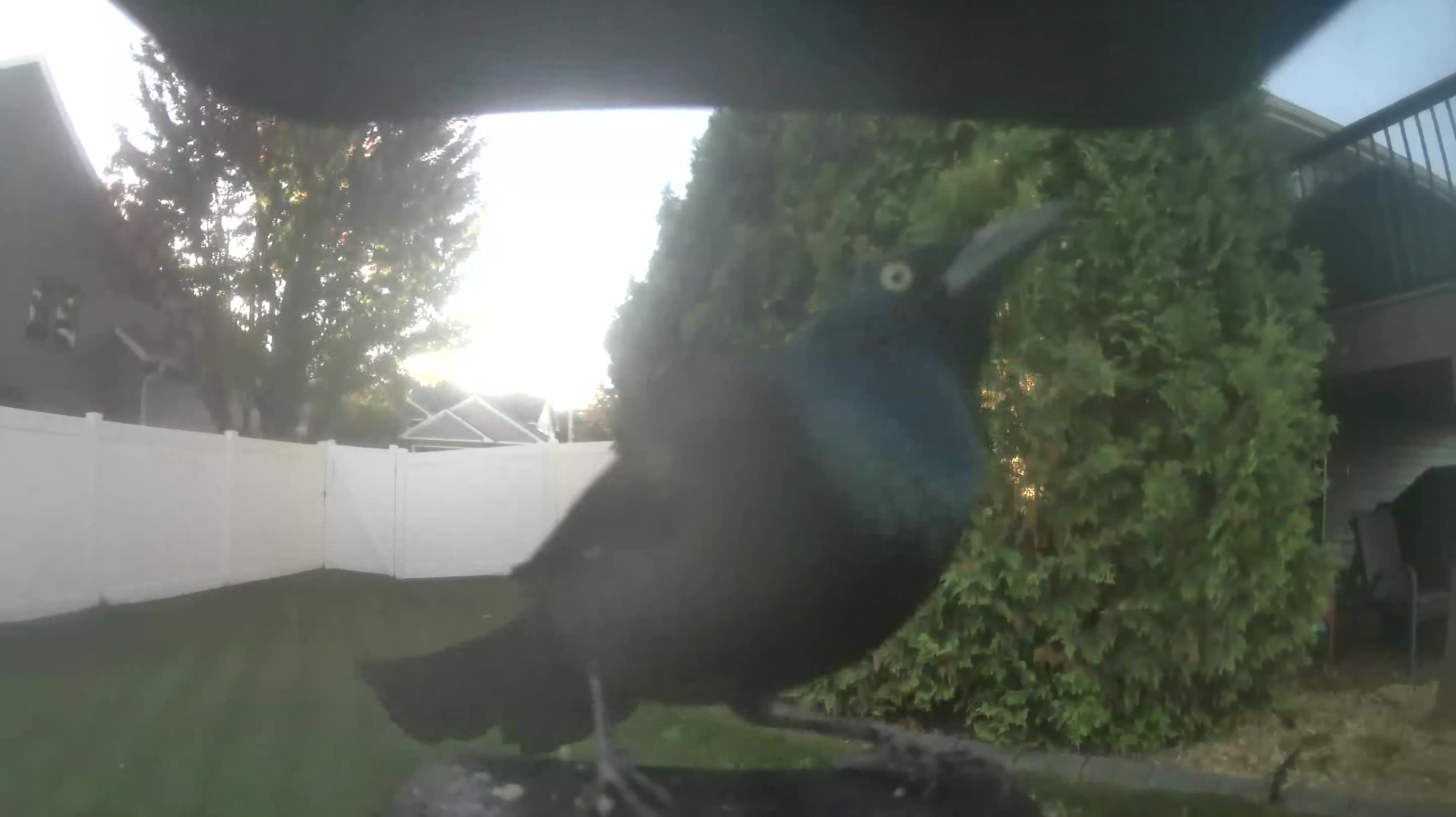 Common Grackle