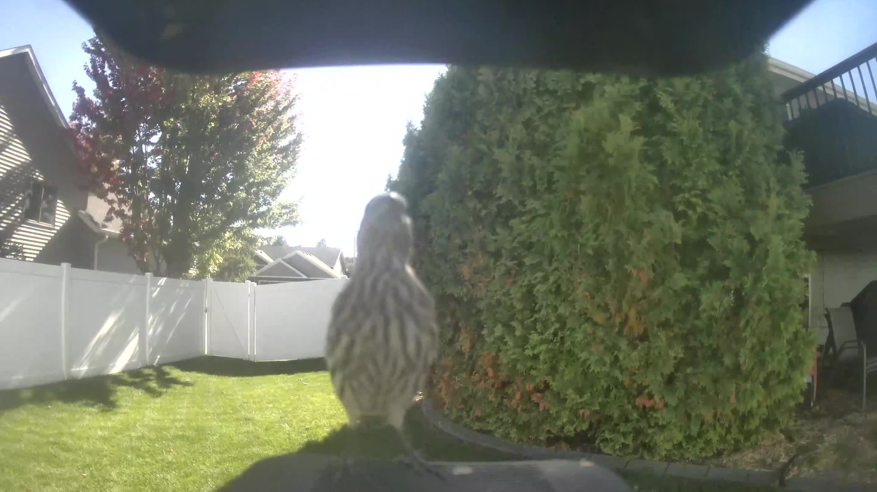 House Finch